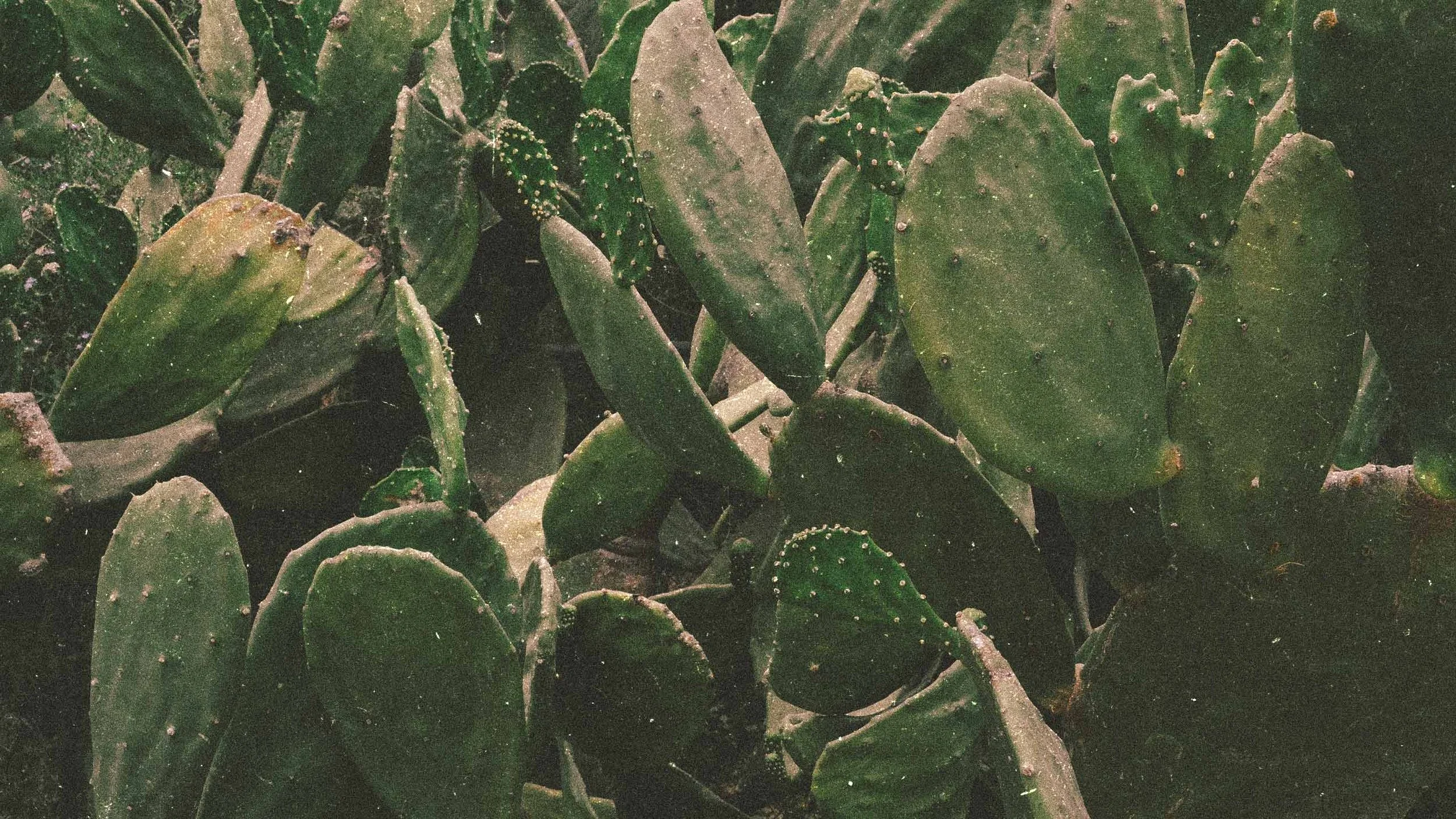 NOPAL-GROVE-BI5ON-3.jpg