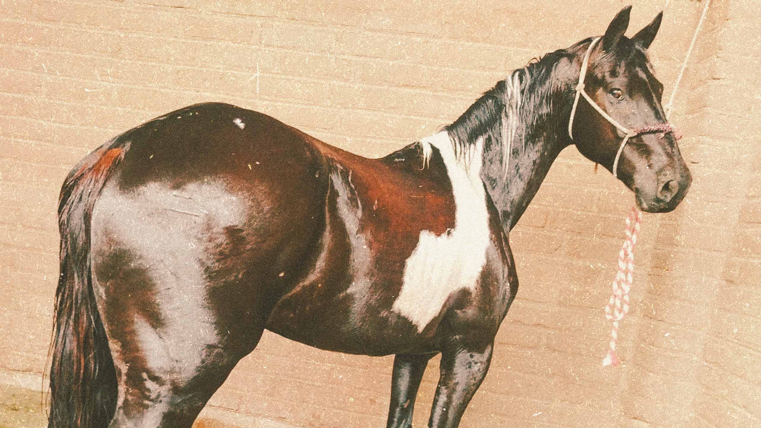 THE-HORSE-BI5ON.jpg