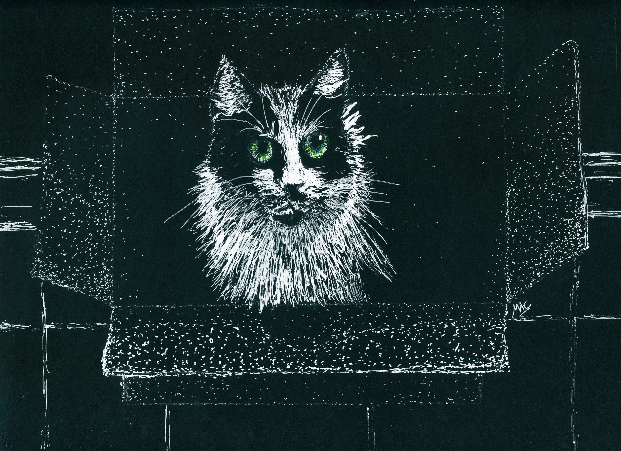 cat in box.jpg