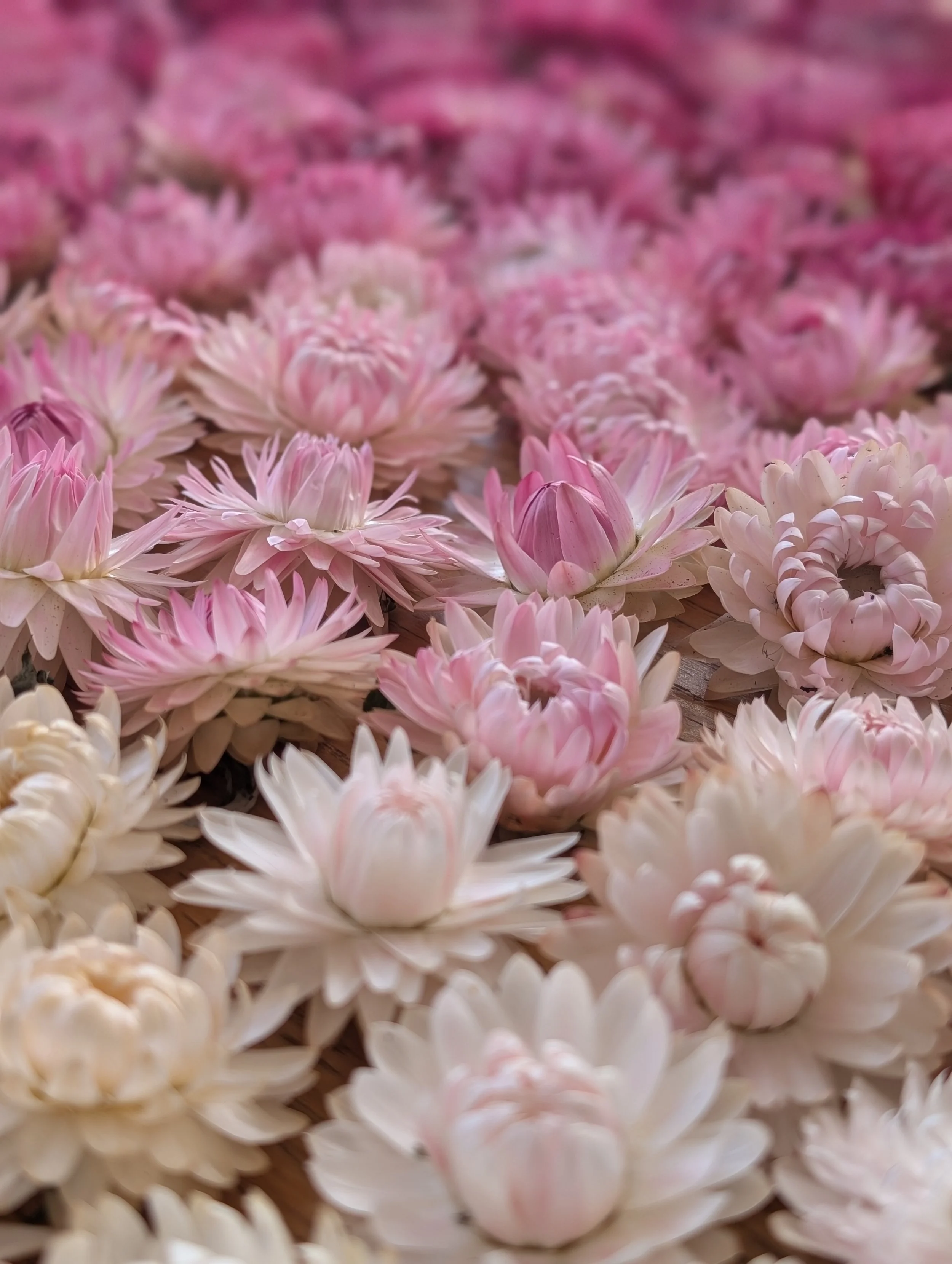 DOWNLOAD - 13 Top flowers to grow for drying