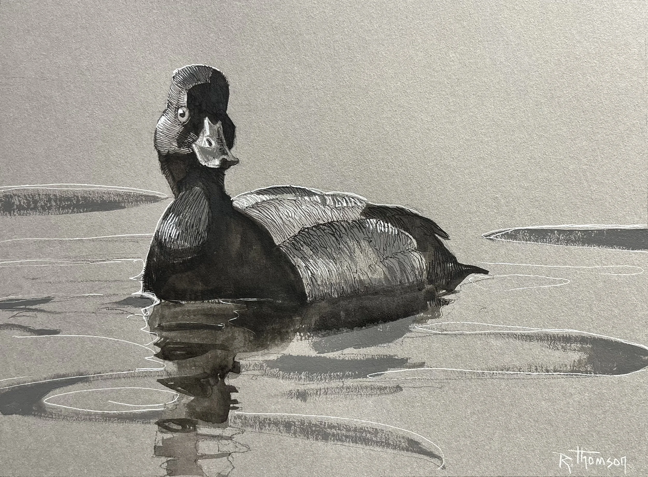 Lesser Scaup   8.5" x 11"   Pen and Ink