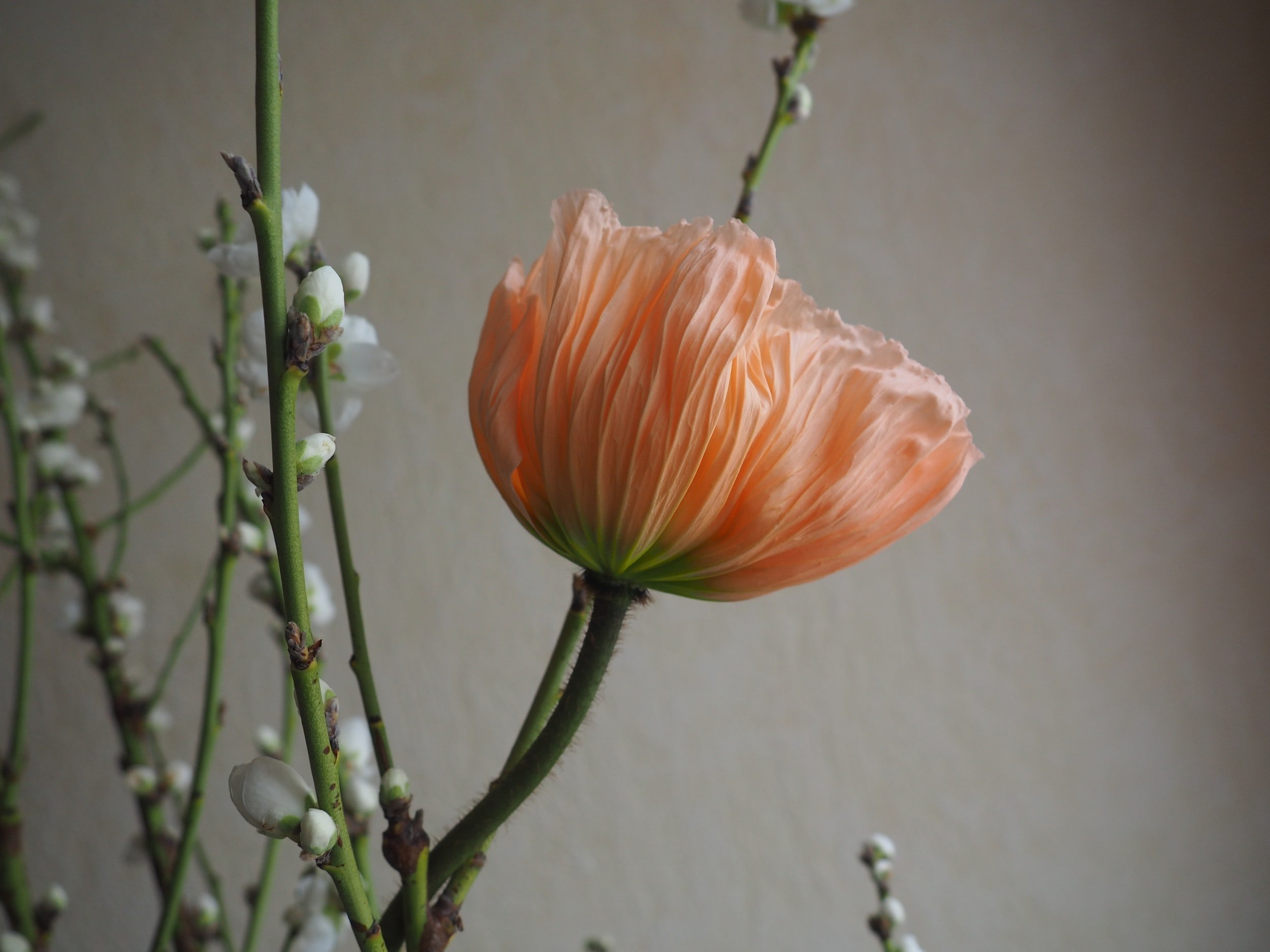 Everyday Beauty