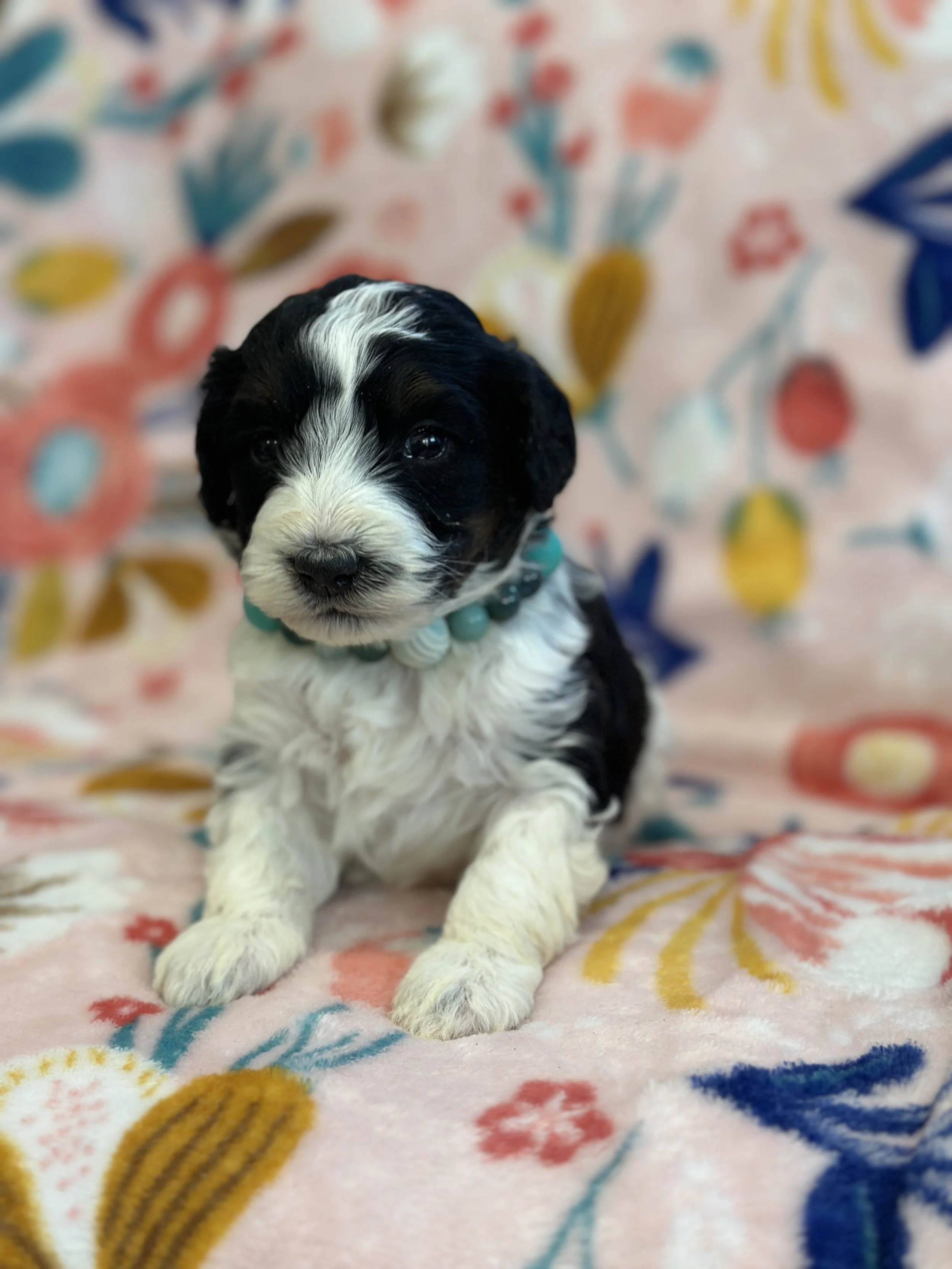 Bash-male f1b bernedoodle $1800
