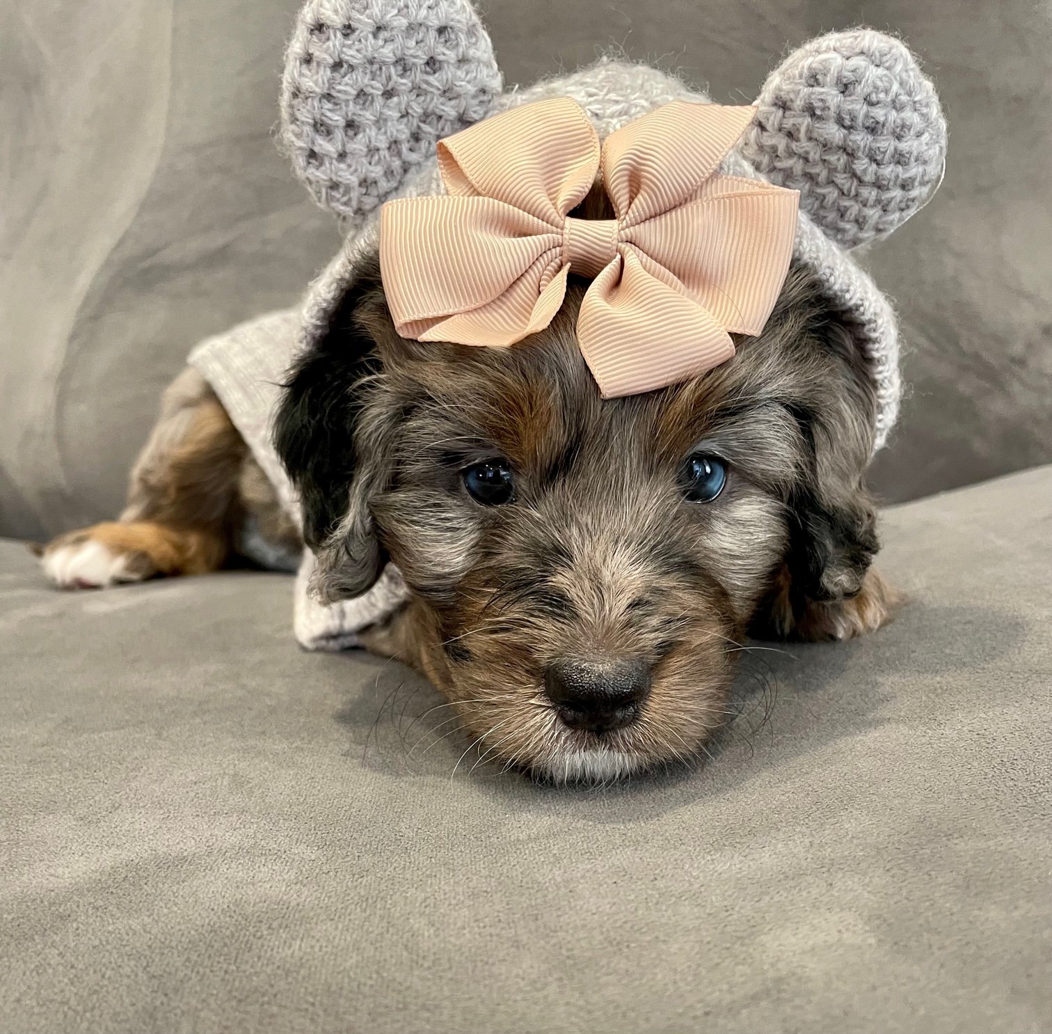 General 6 — Ohio Companion Puppies