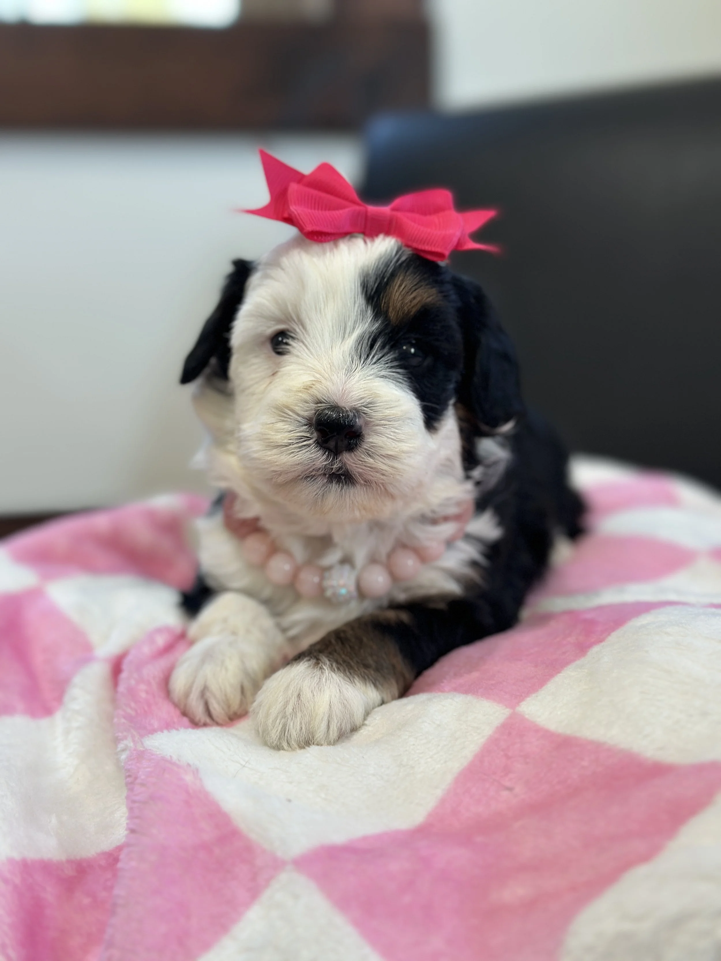 holland:hollyIMG_8312 2.jpg