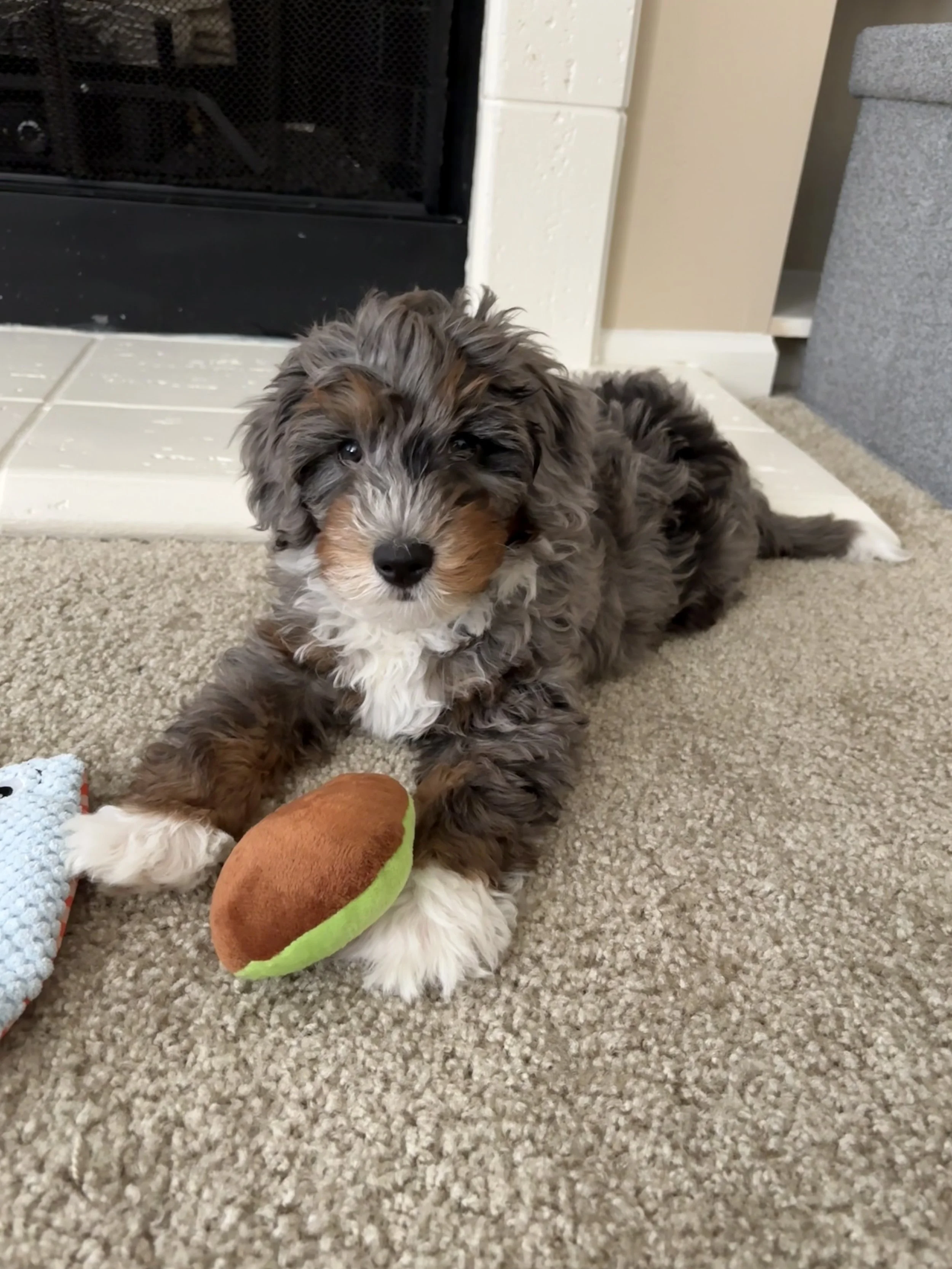 puppy.jpg