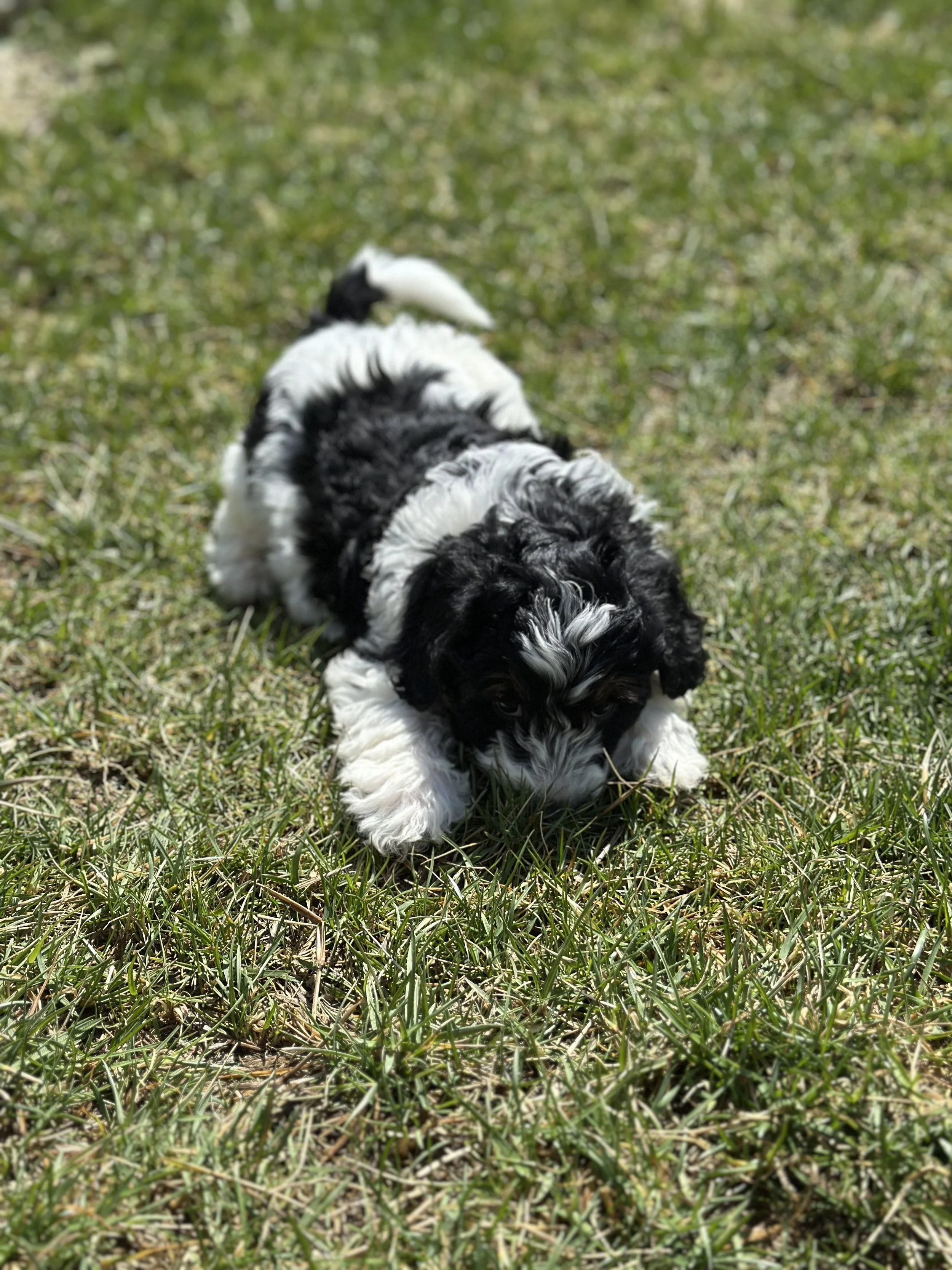 bash newIMG_9025.jpg