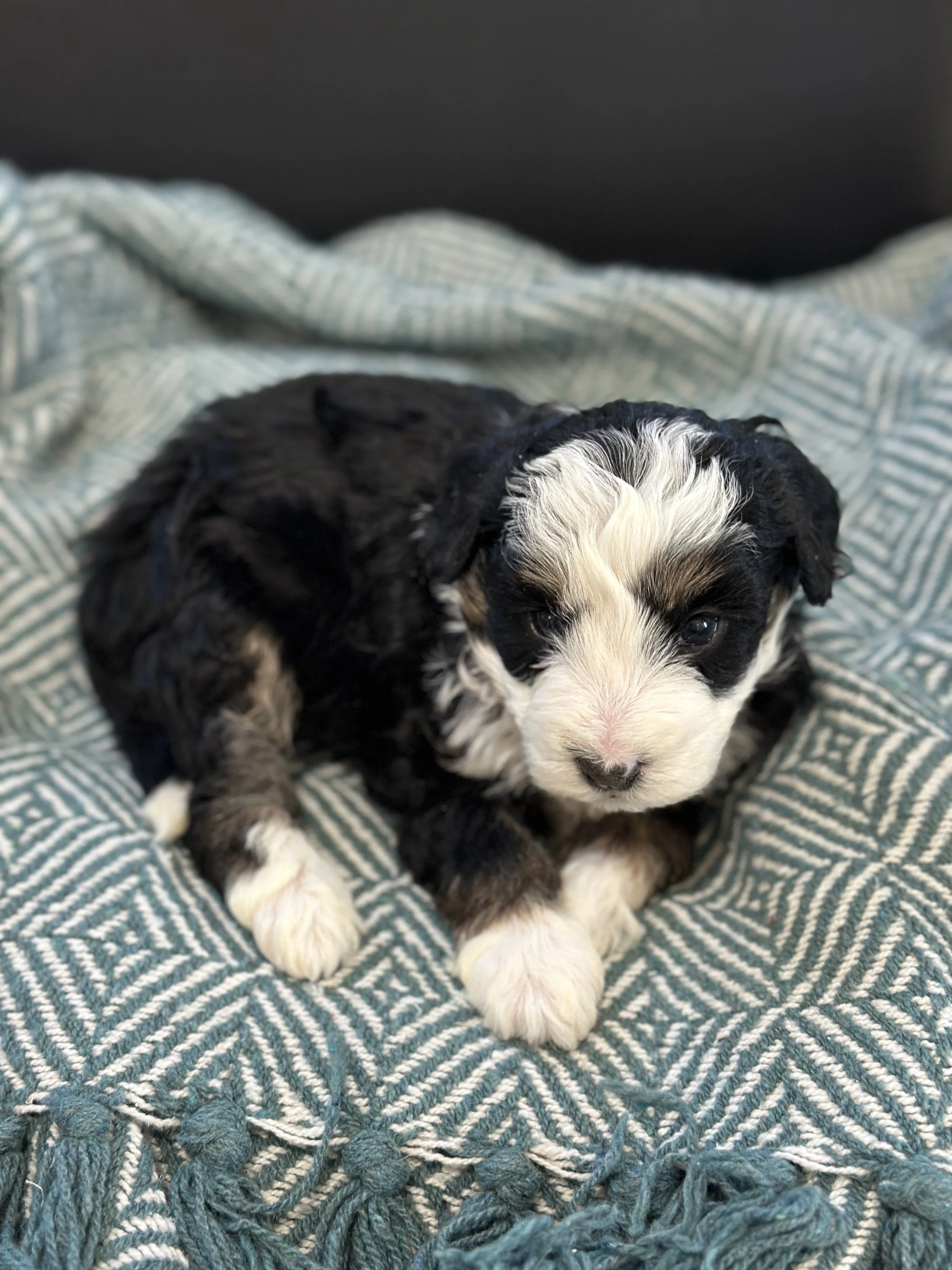 Wells-male f1b bernedoodle $1800