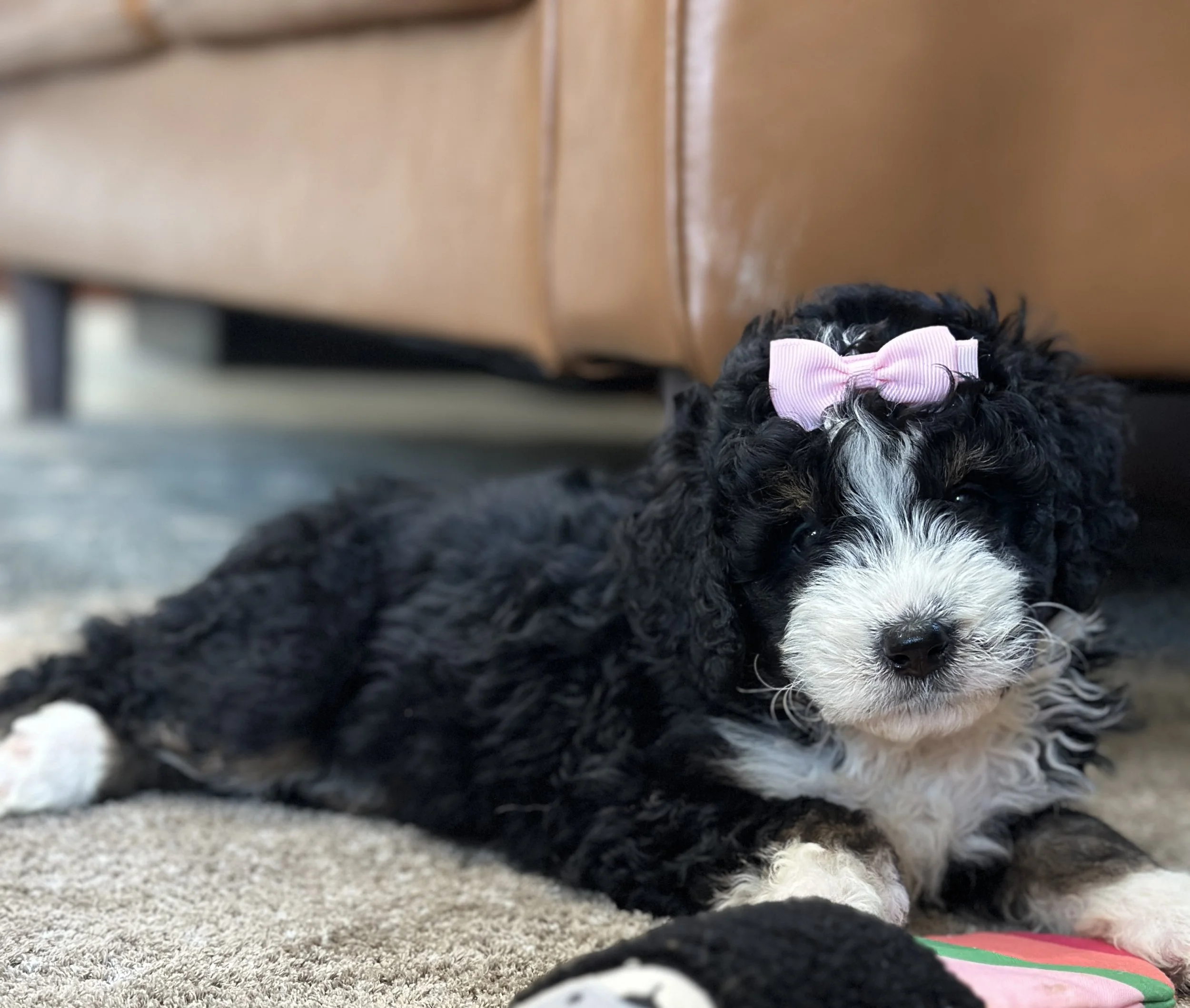 hermioneIMG_0509.jpg