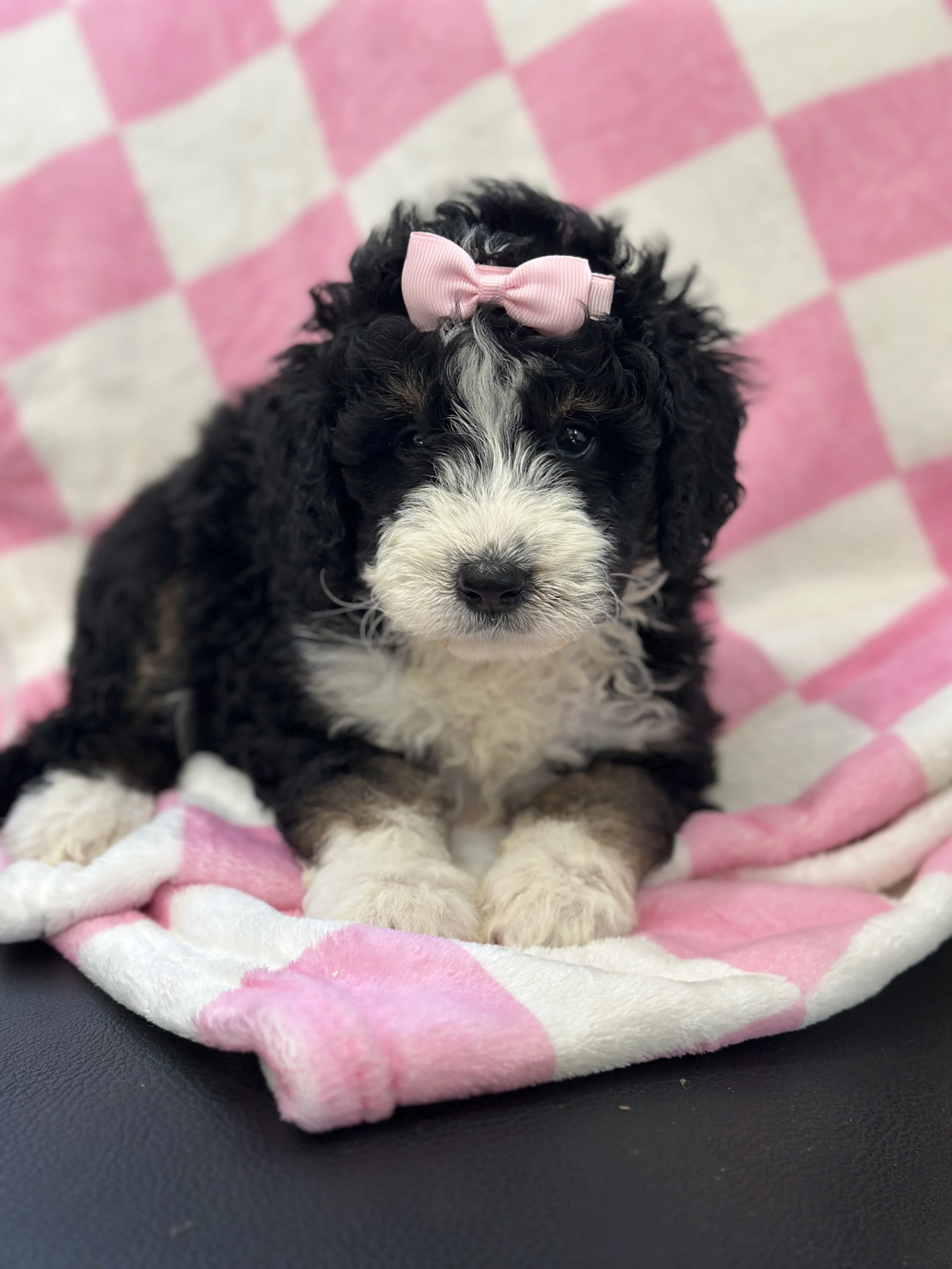 hermioneIMG_0502.jpg