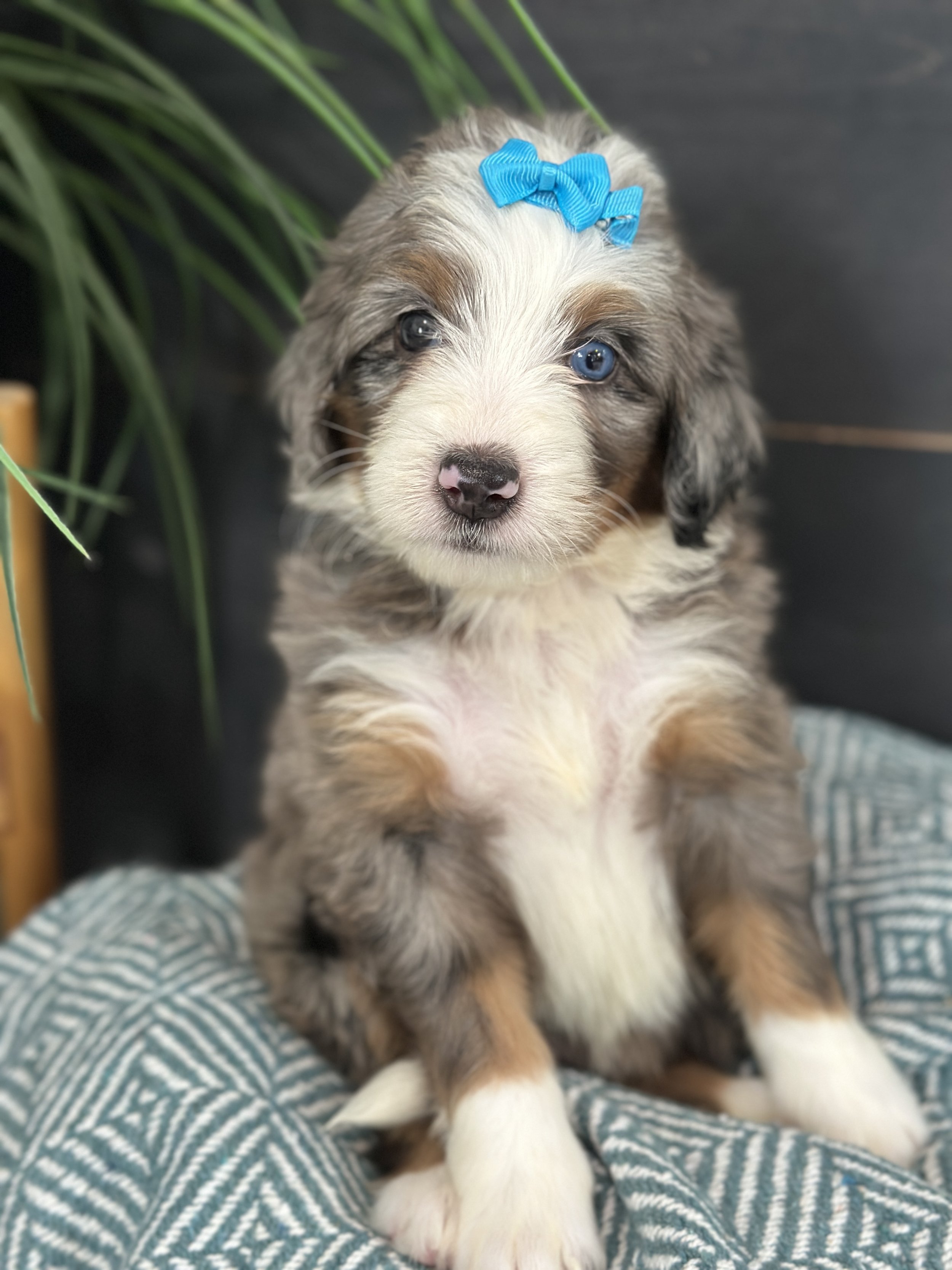 Boston (female -RESERVED)
