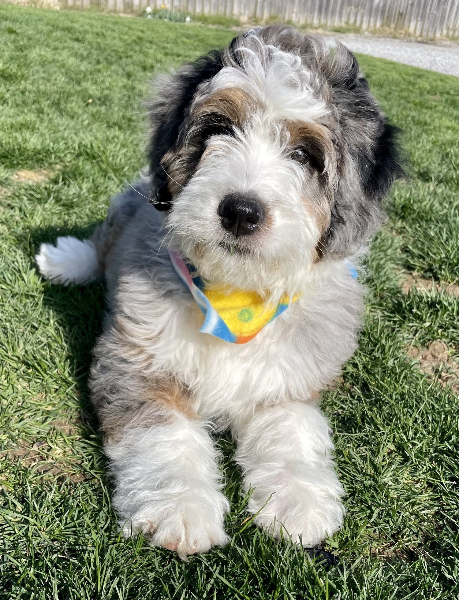 Bernedoodles — Ohio Companion Puppies