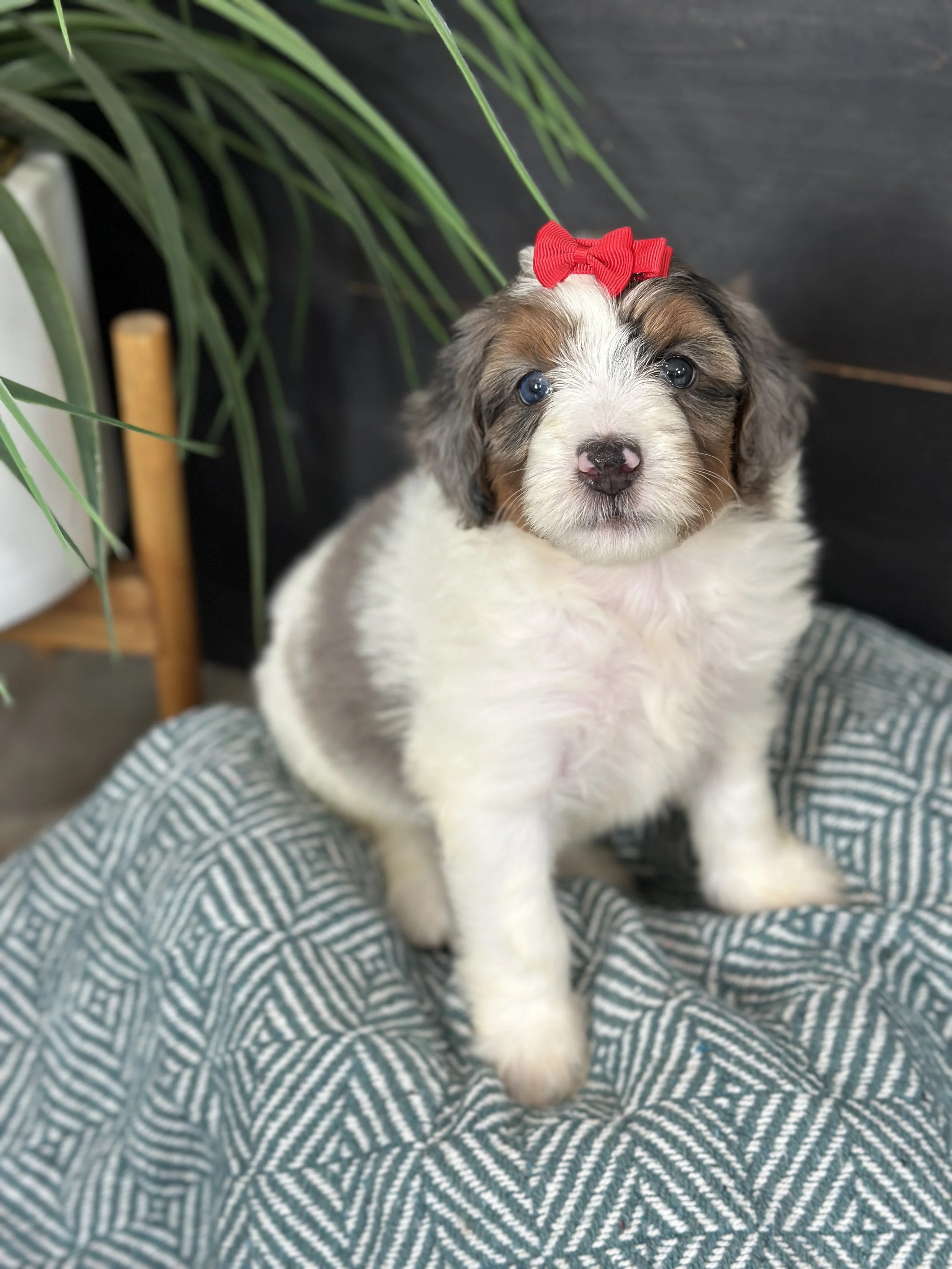 Blair (female - $1800) RESERVED
