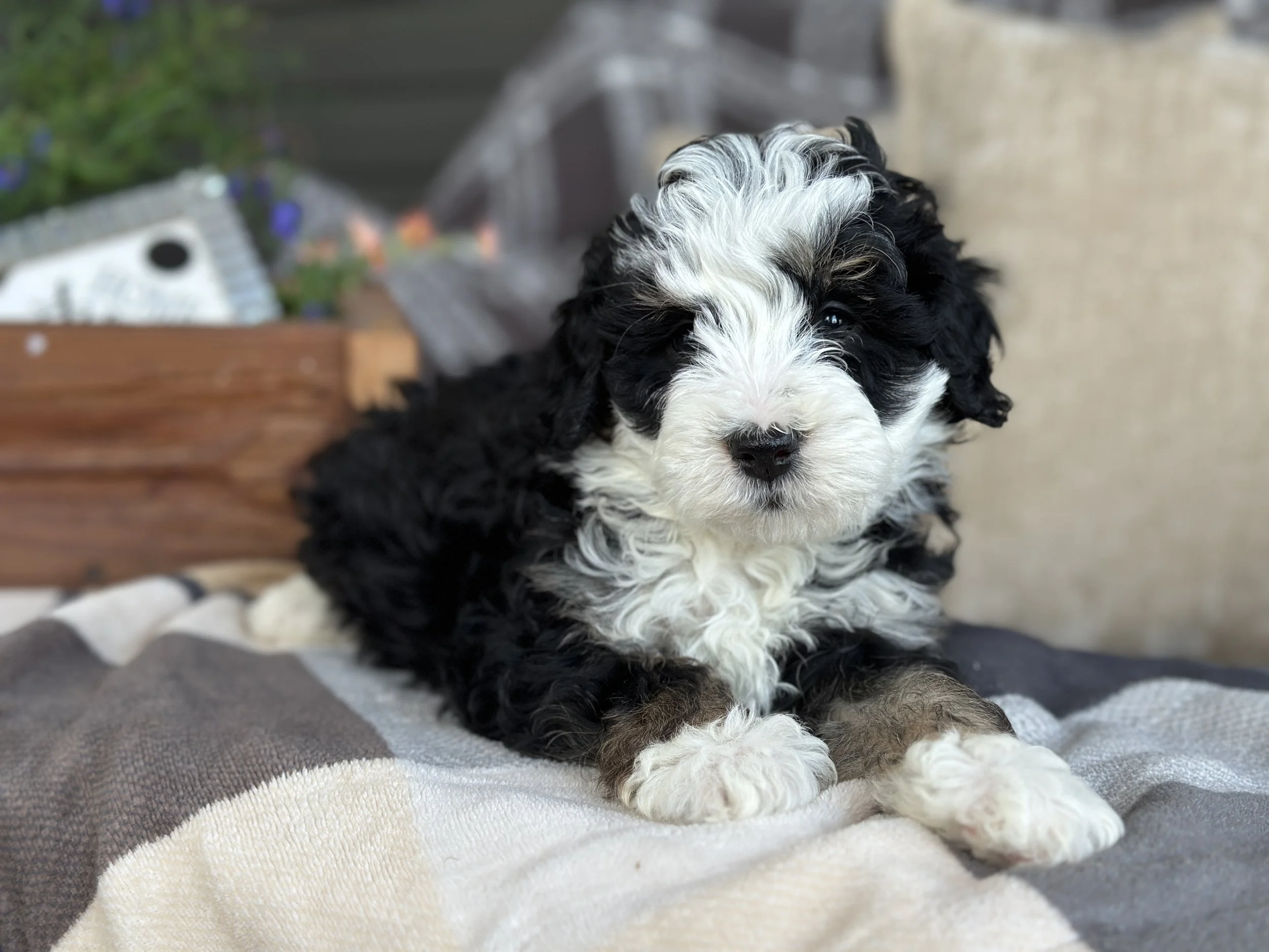 WELLS NEWIMG_8808.jpg