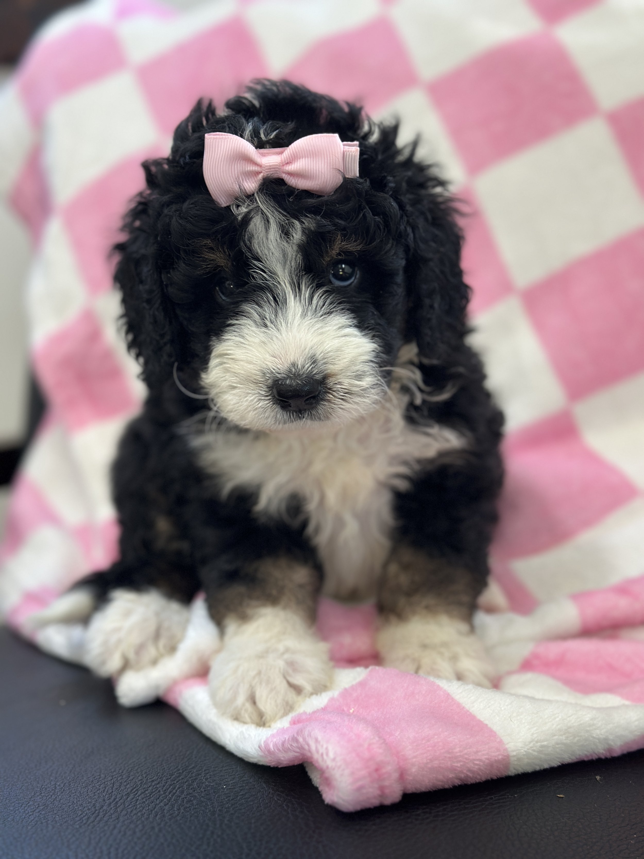 hermioneIMG_0500.jpg