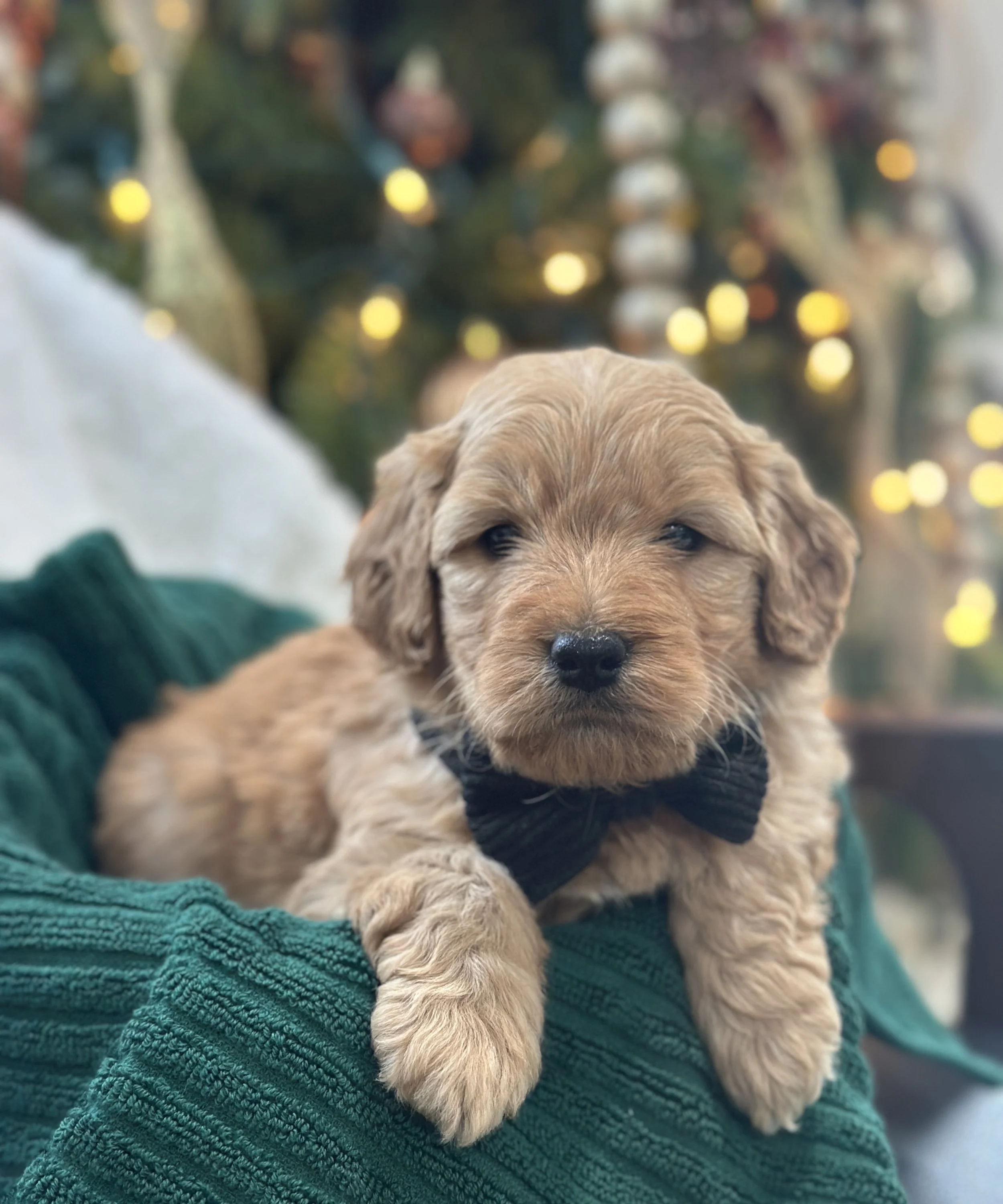 ANDY ( F1 Goldendoodle - male) $1,000