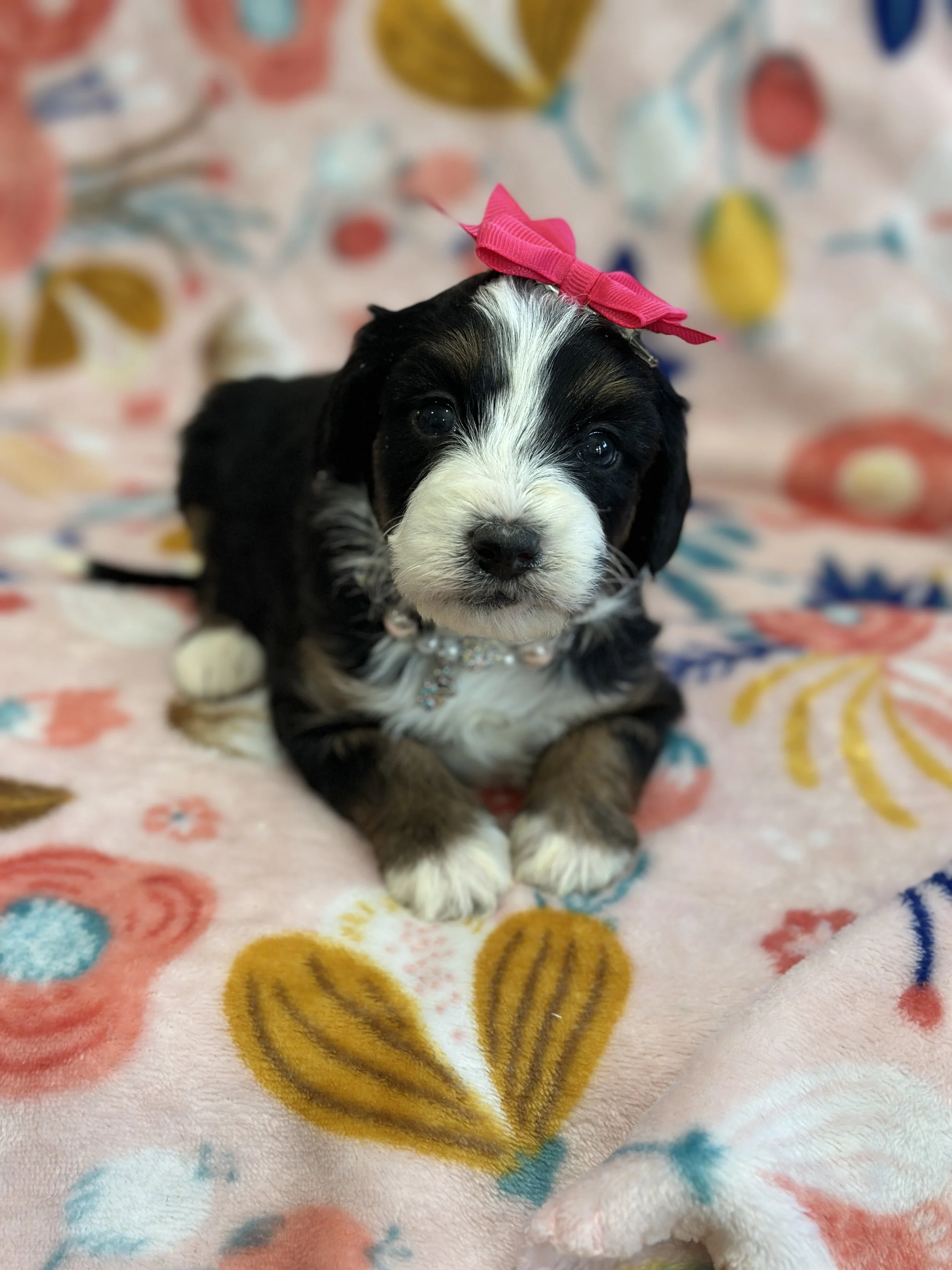 Merritt - female f1b bernedoodle $1800