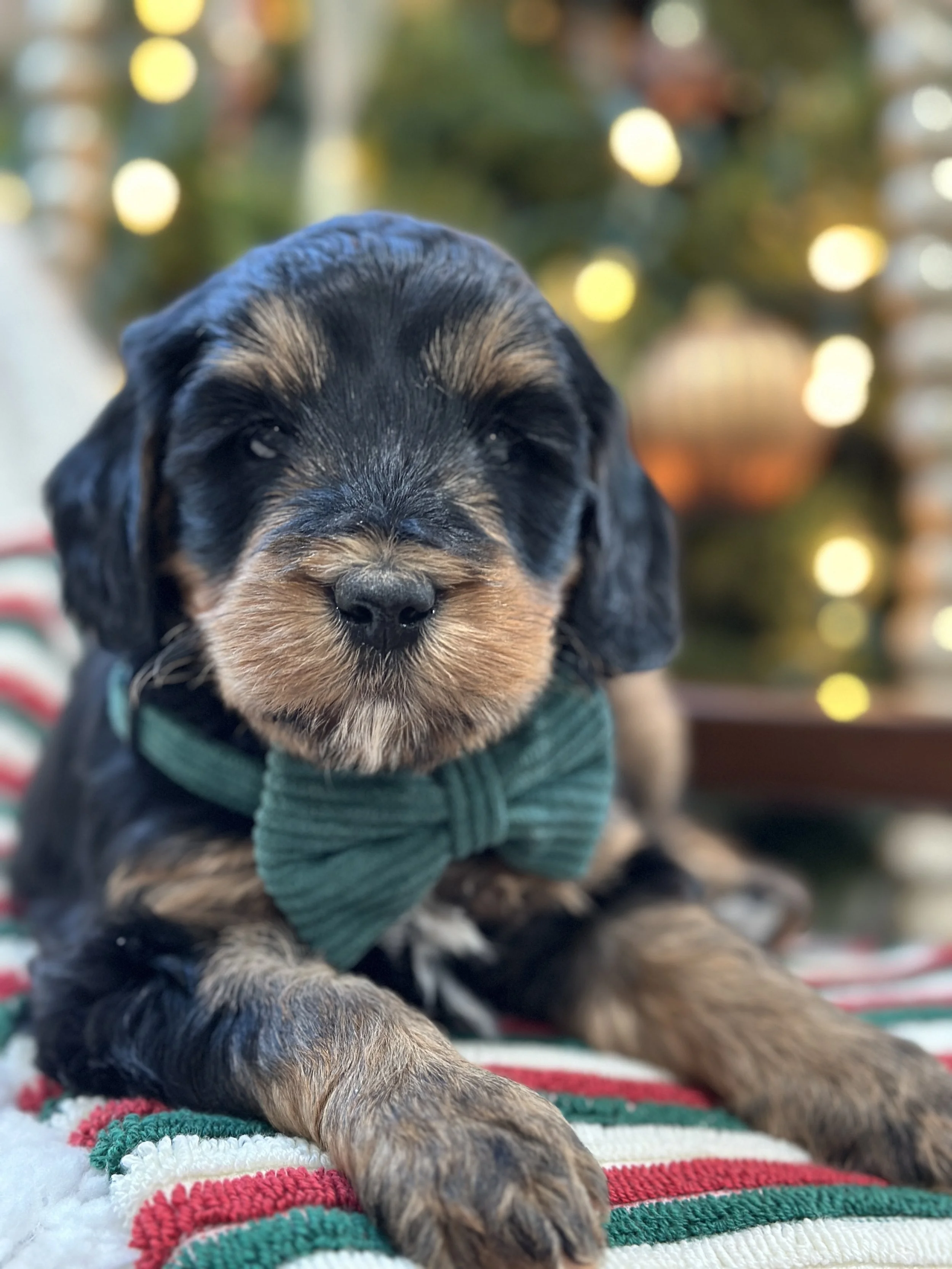 Bubbles (F1b bernedoodle: (FEMALE) $1800