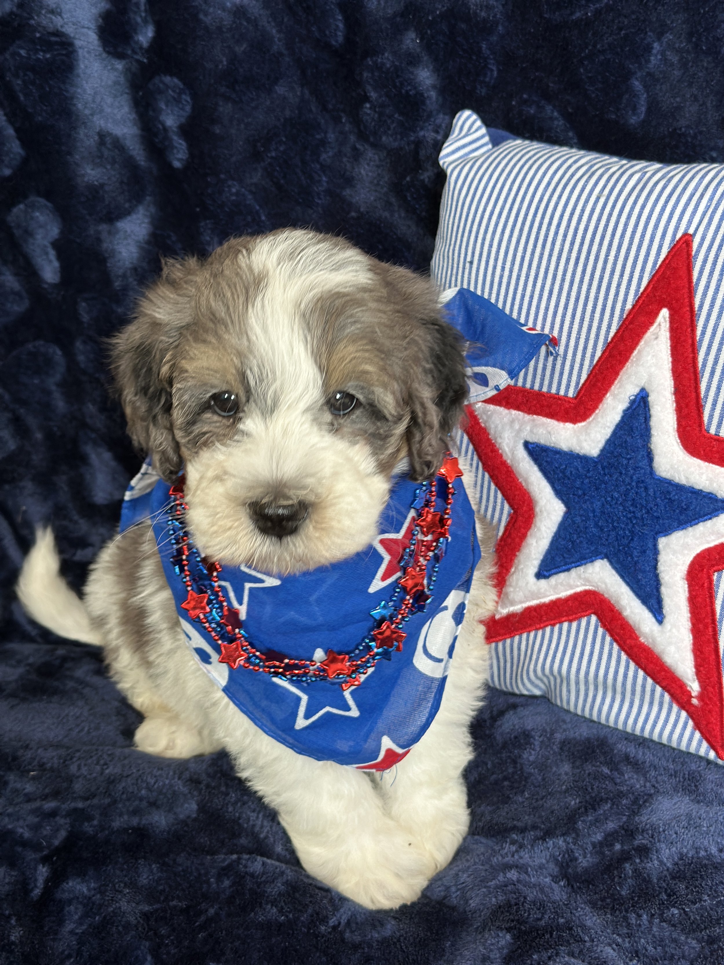 PIGLET - F1B MALE $1,500