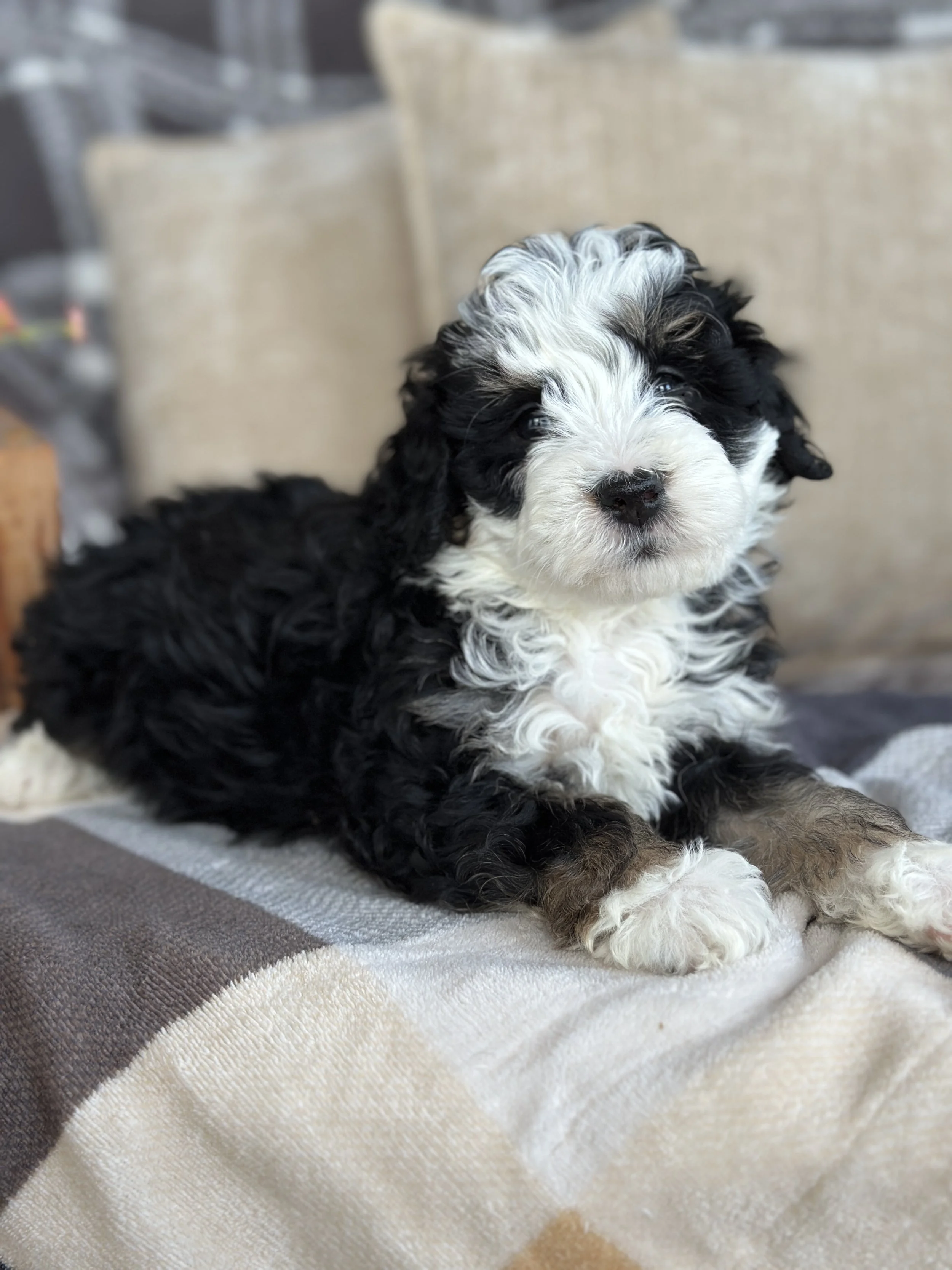 WELLS NEWIMG_8811.jpg