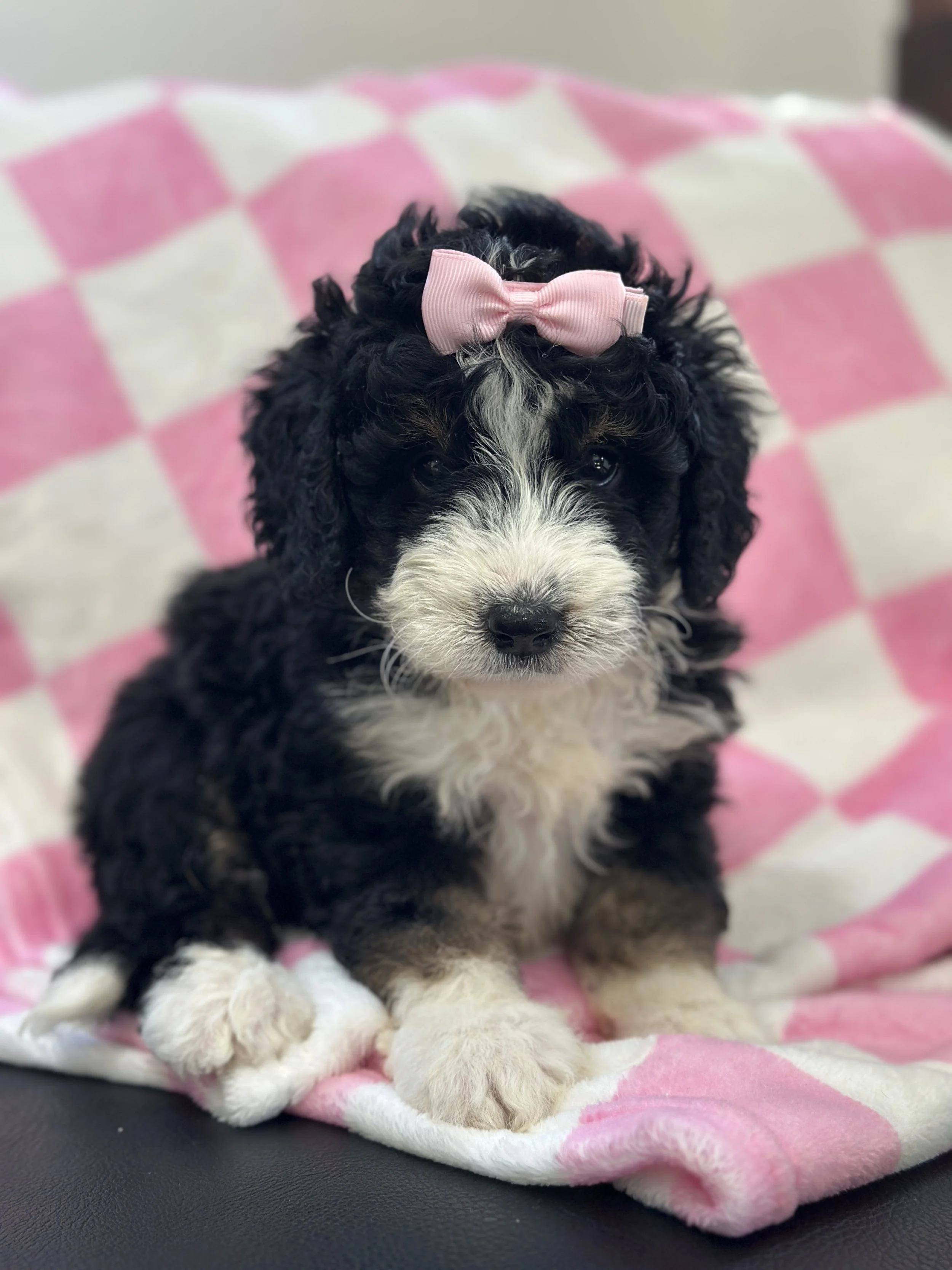 hermioneIMG_0501.jpg