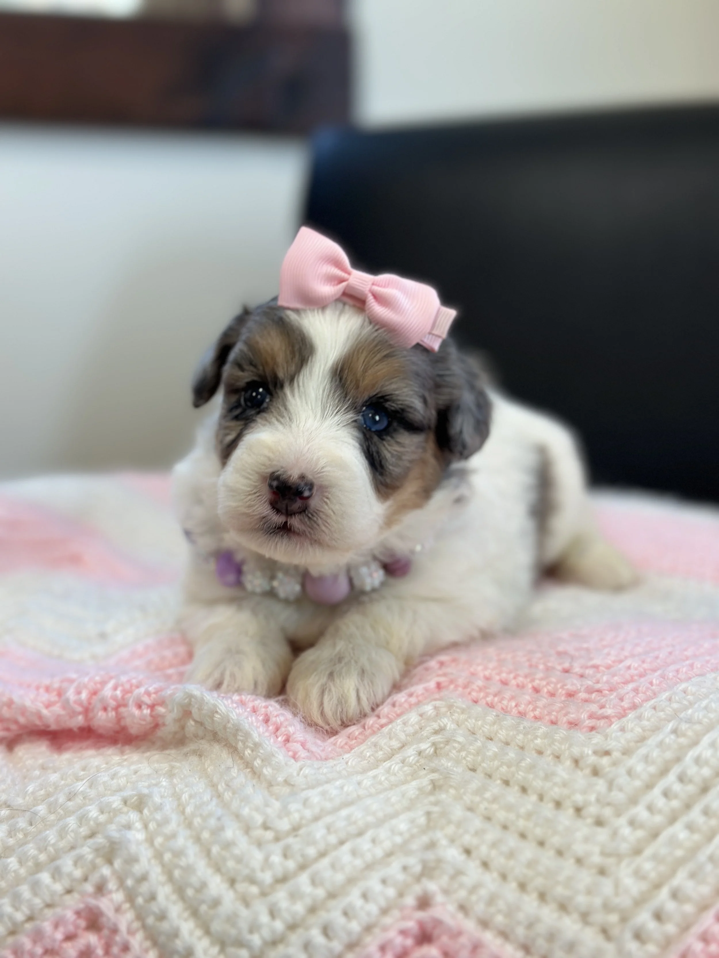 Dot - female f1b bernedoodle $1800