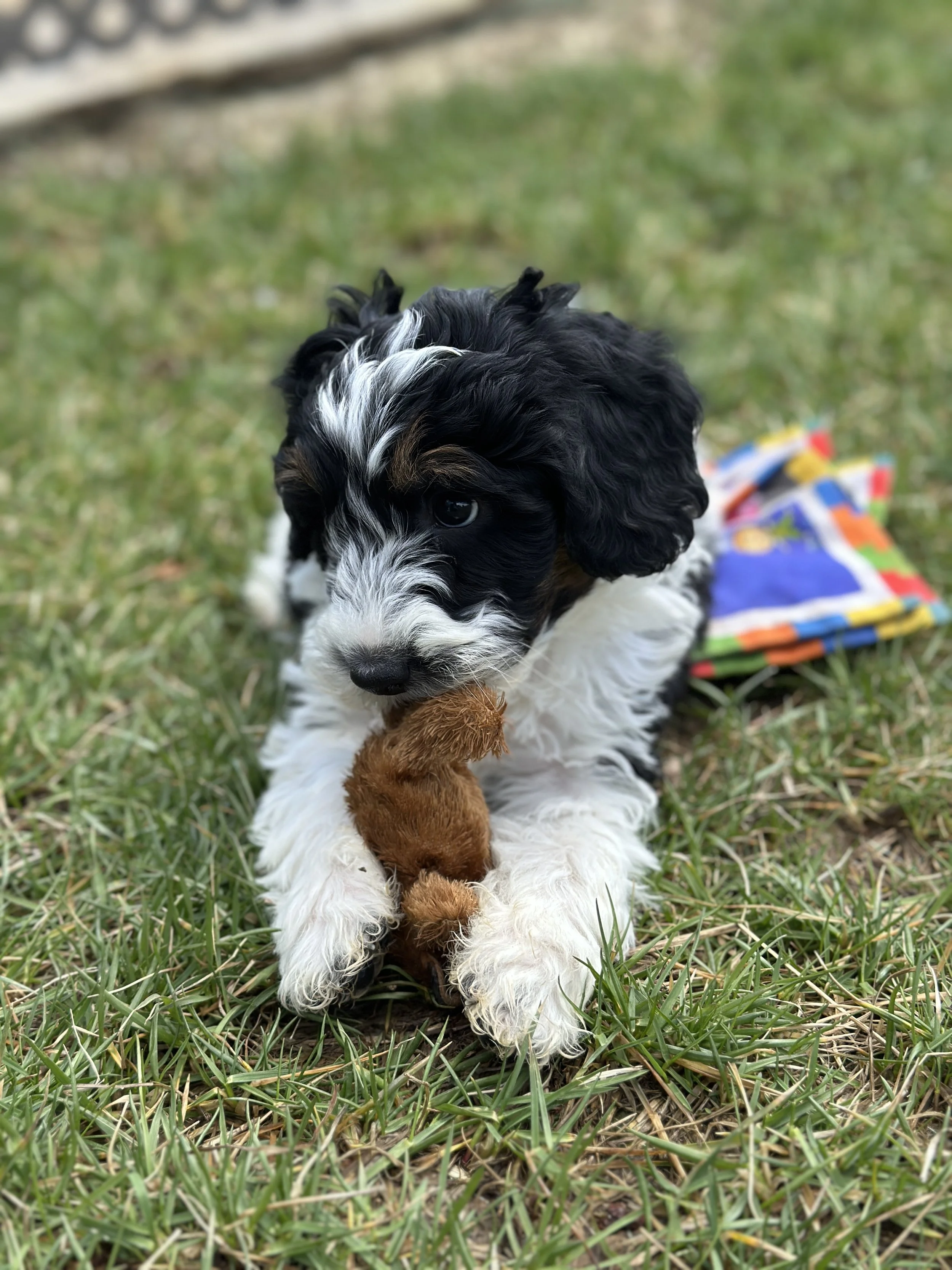 bash newIMG_9037.jpg