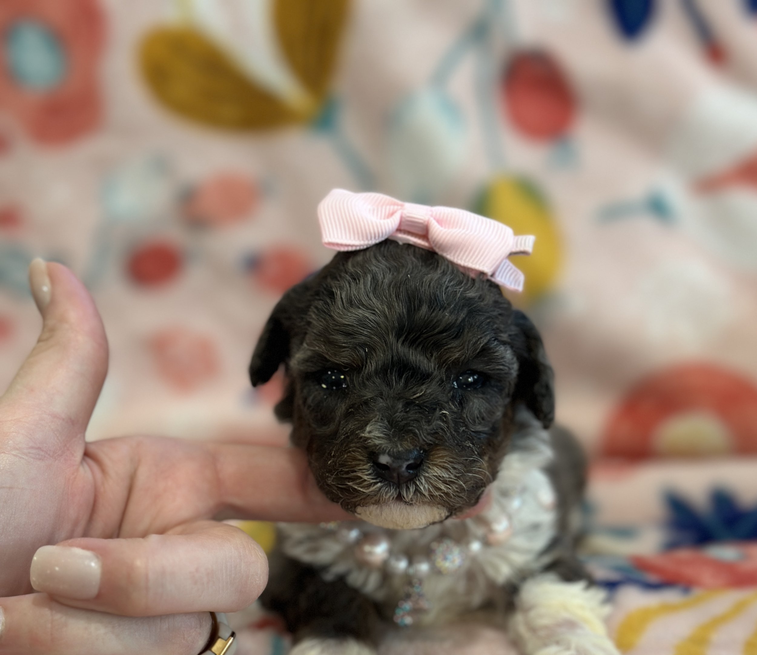 Teddi-female f1b bernedoodle $1800