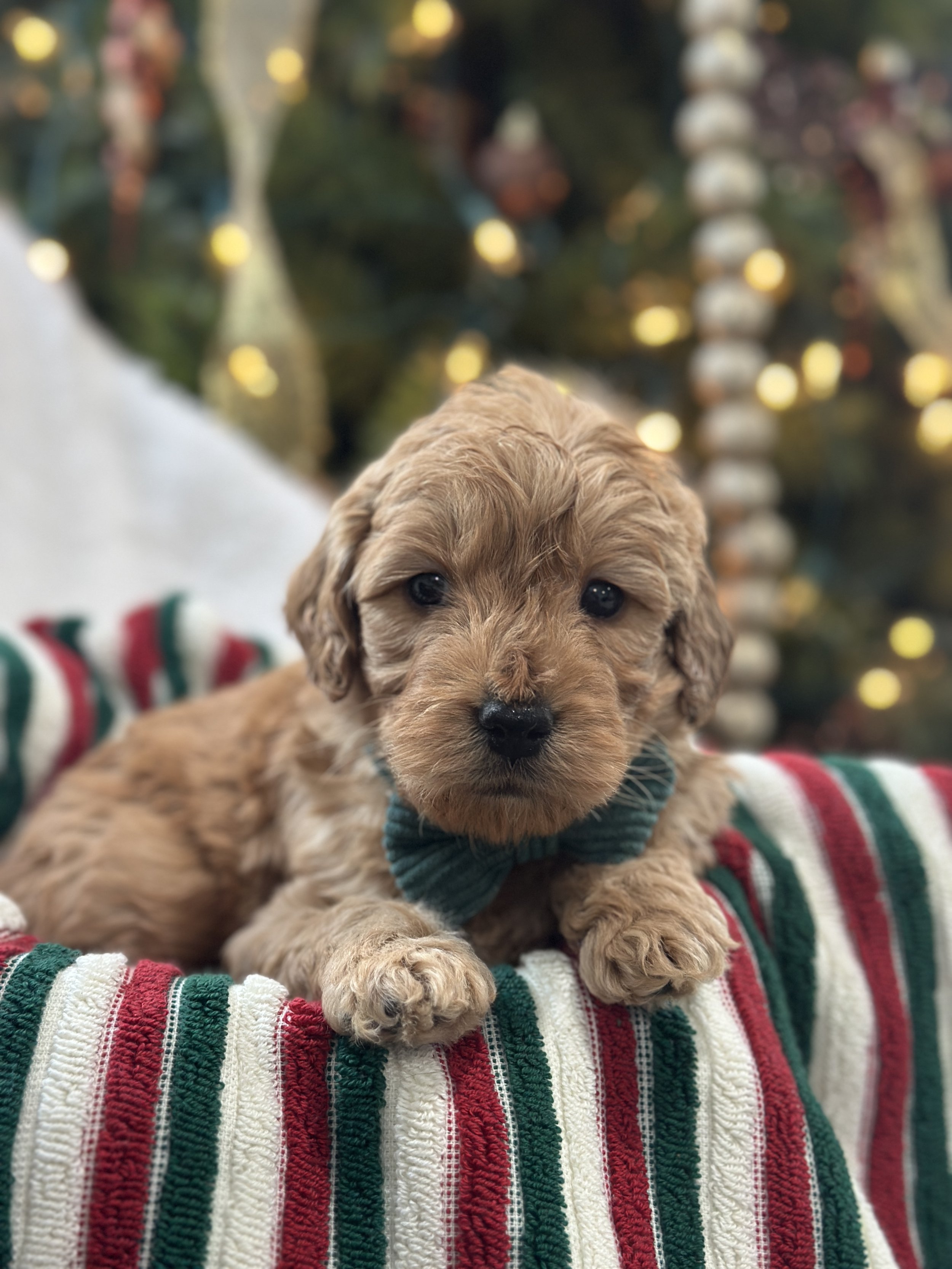 SID ( F1 Goldendoodle - male) $1,000