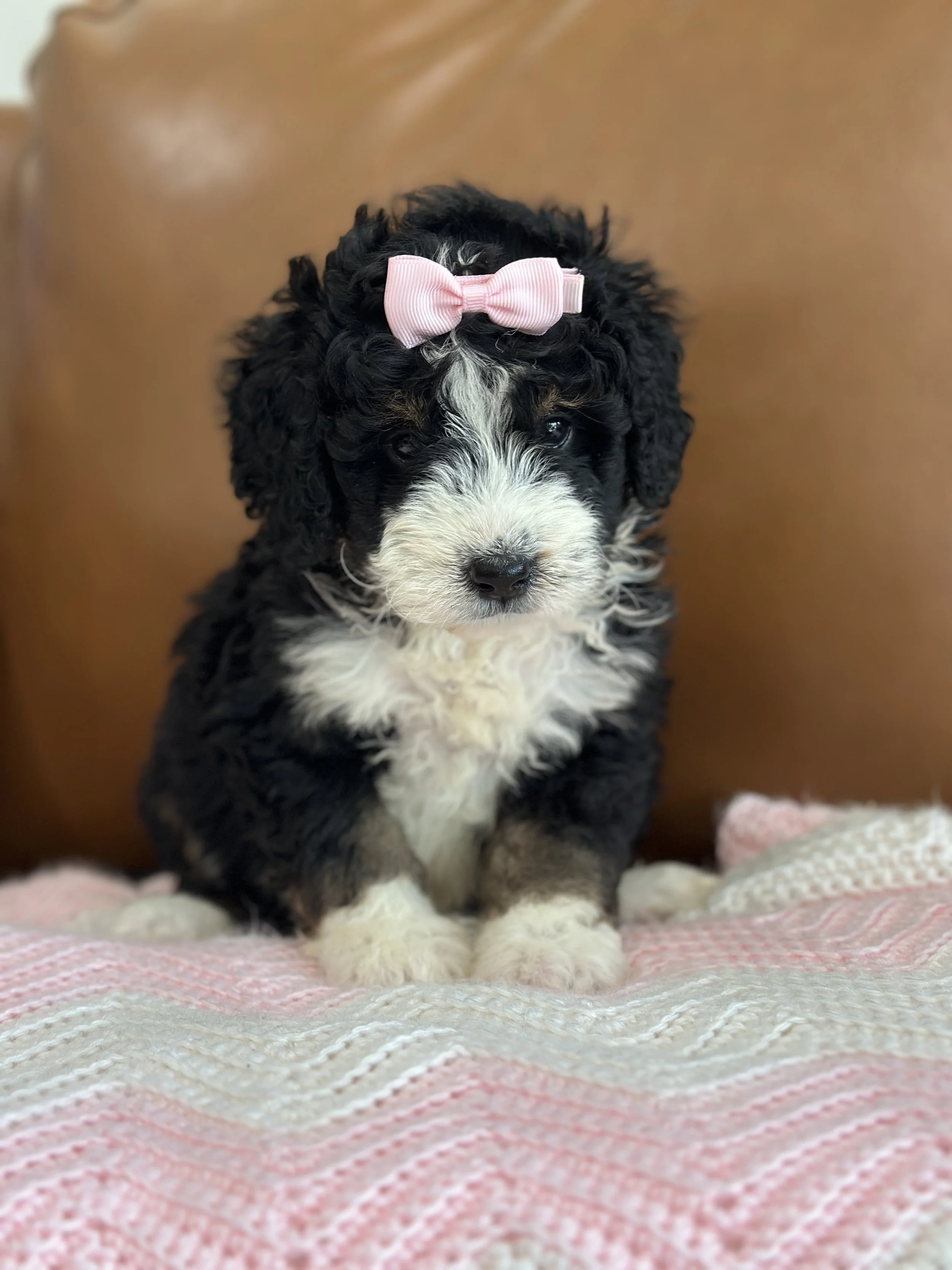 hermioneIMG_0491.jpg