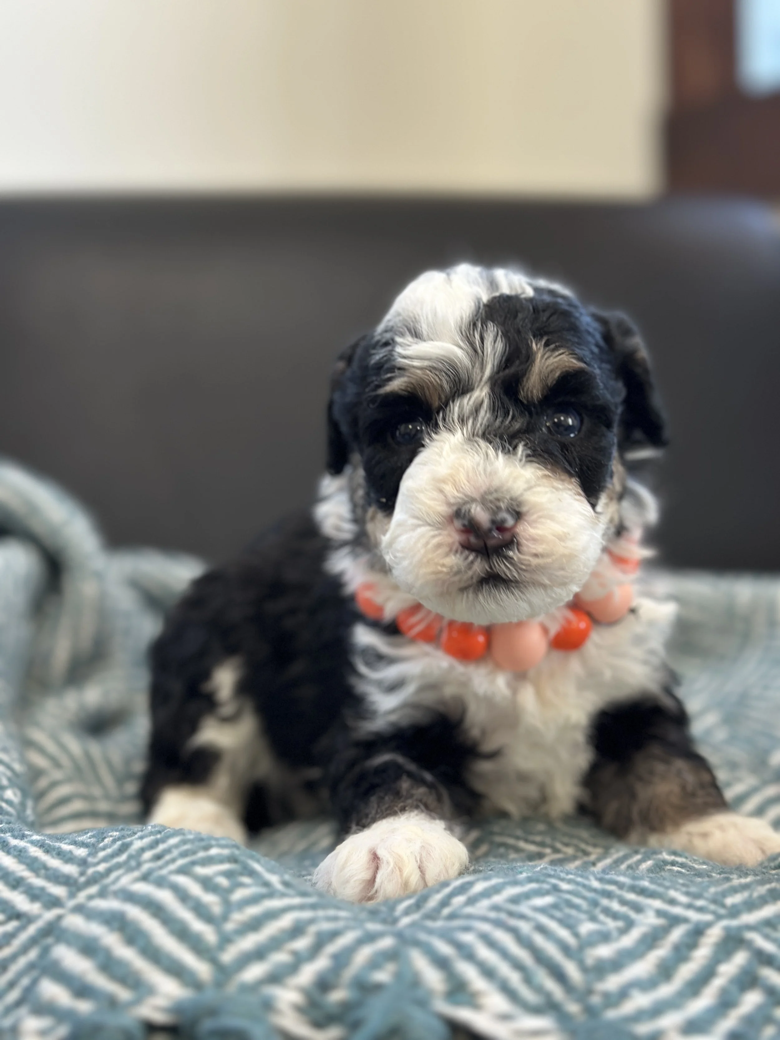 Lark-male f1b bernedoodle $1800