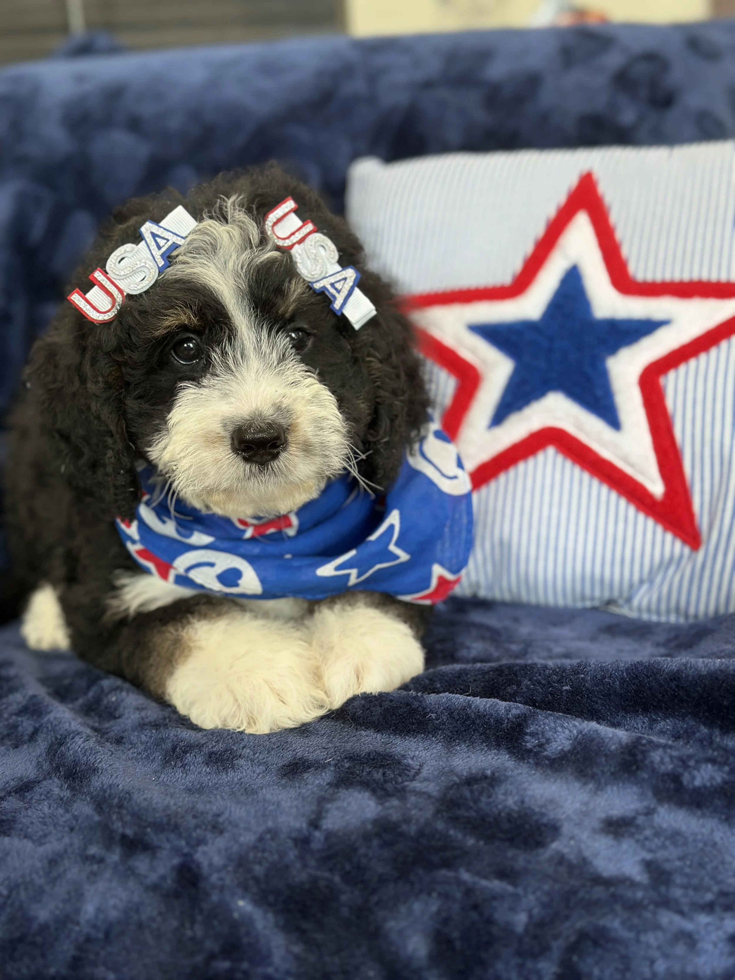 HERMIONE ( F1 FEMALE $1,000)
