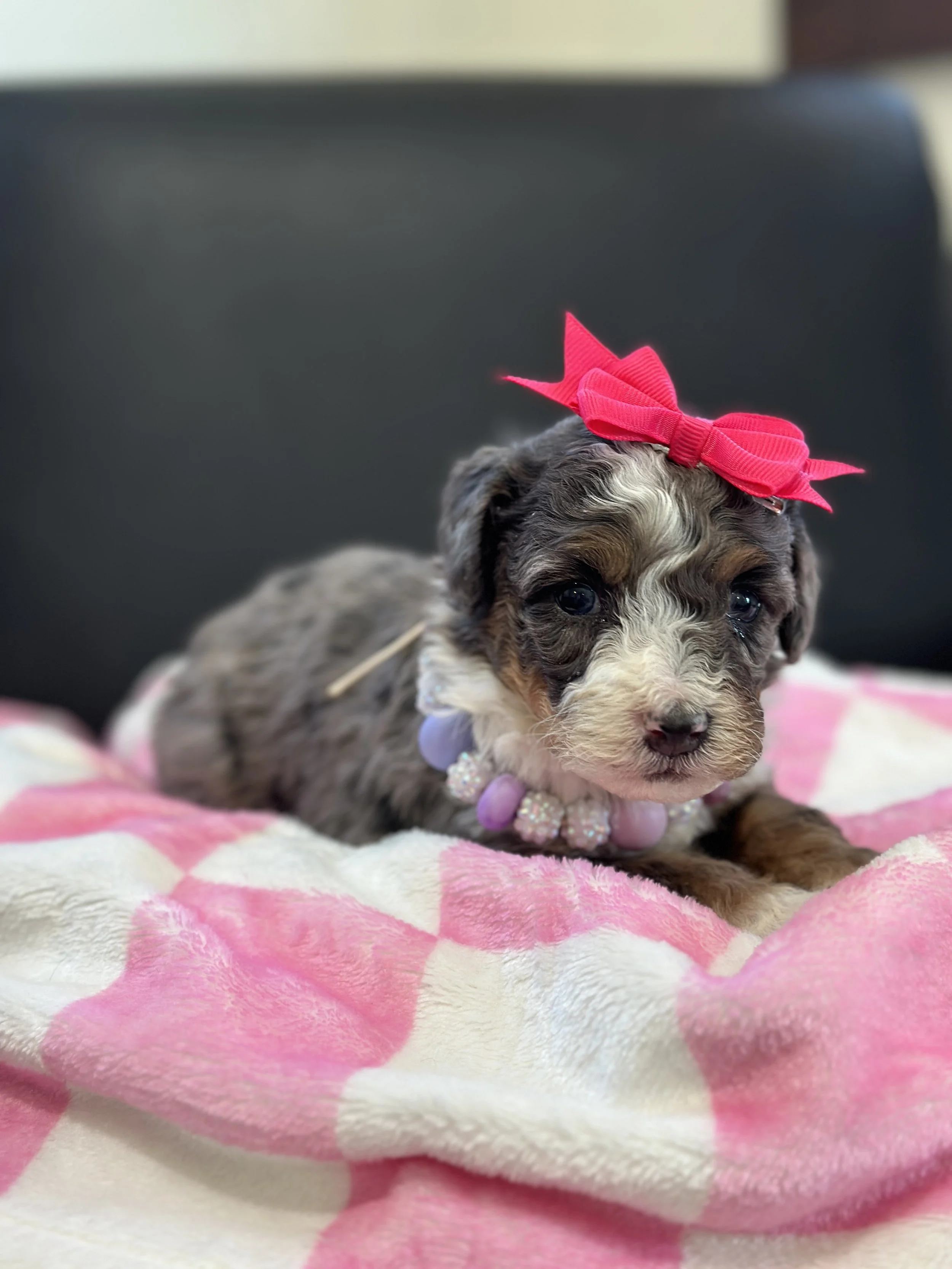 Pepper female f1b bernedoodle $1800