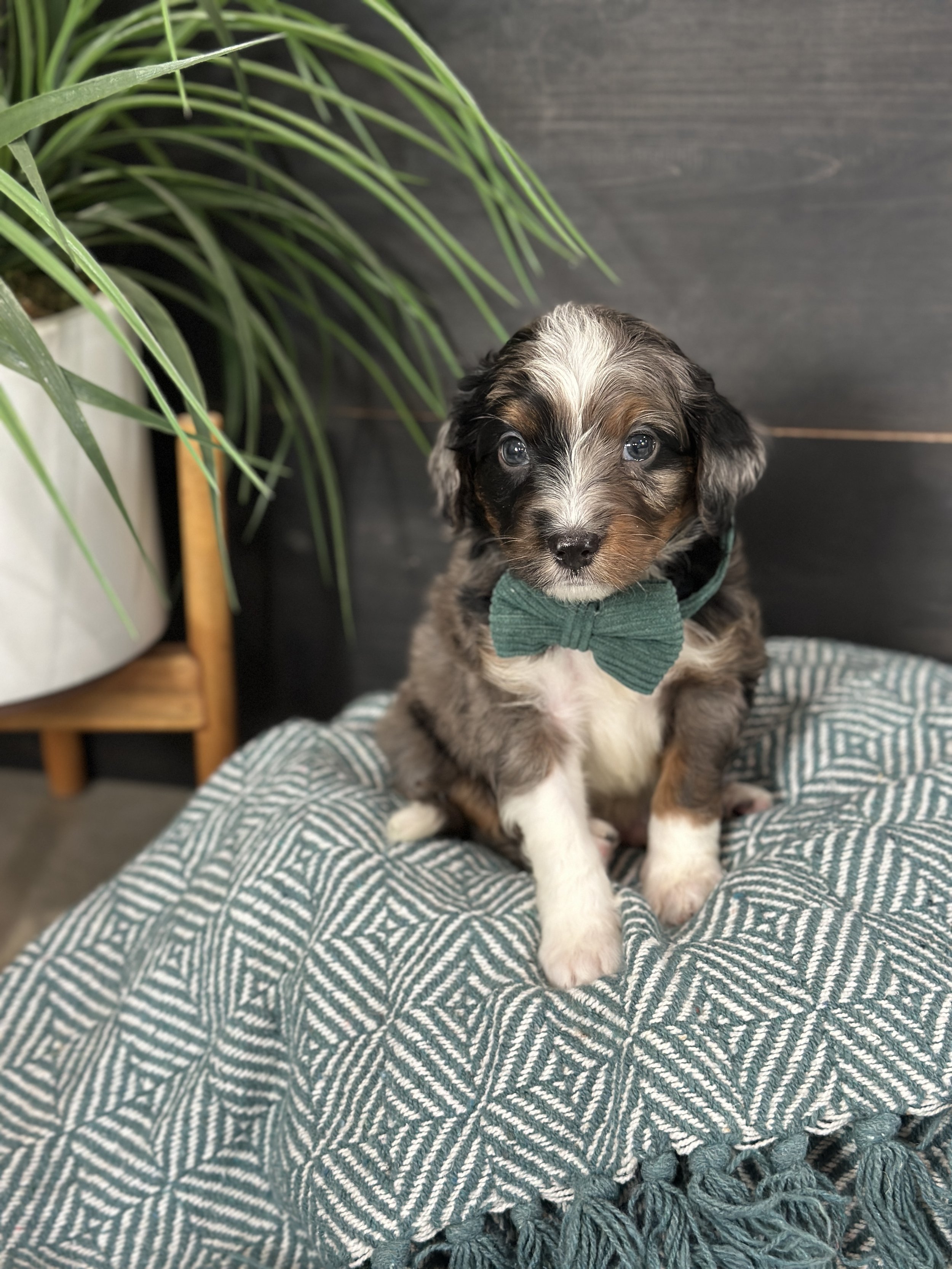 Briggs ( Male - $1800- RESERVED)