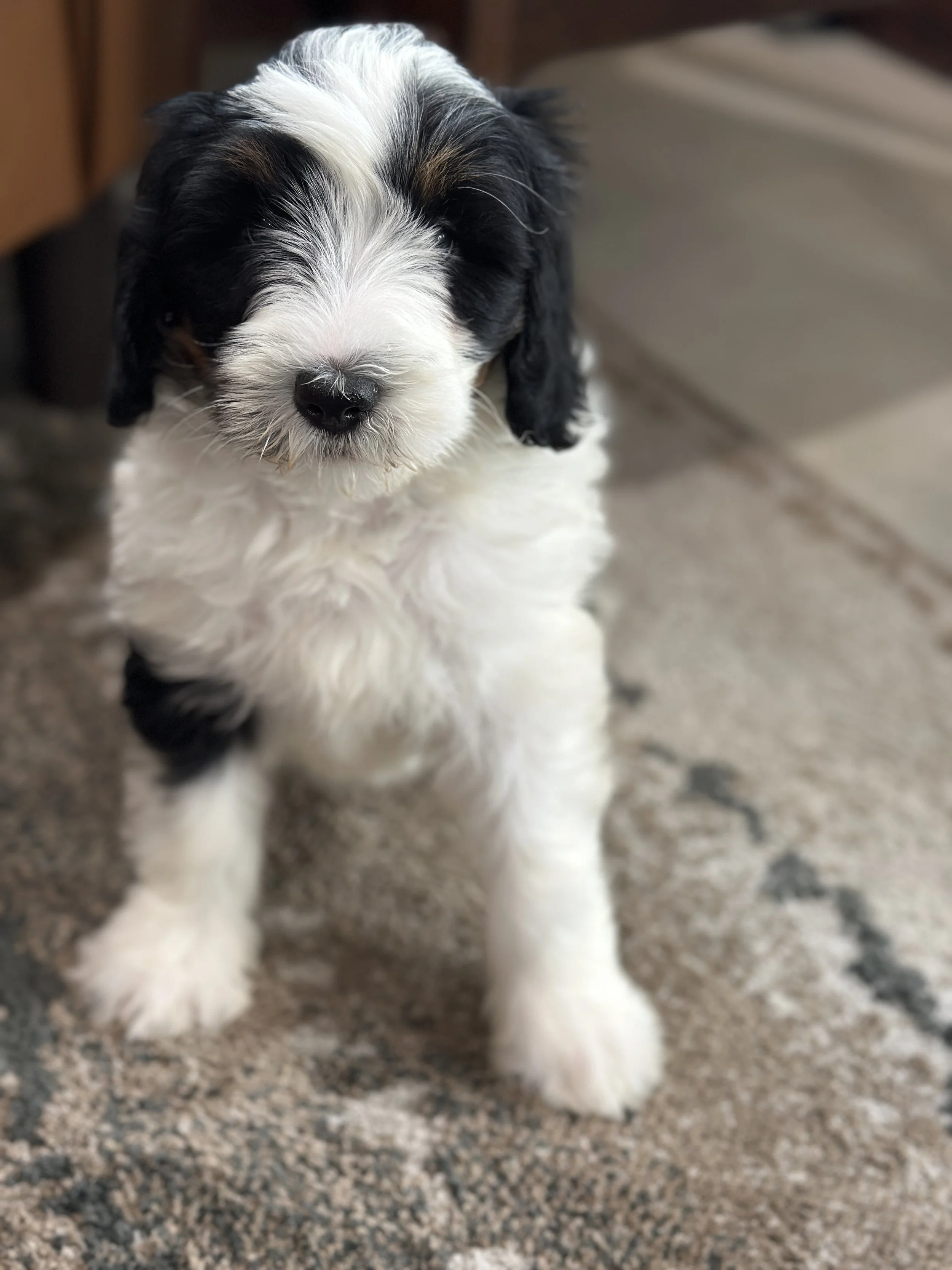 Baylor (female - $1500)