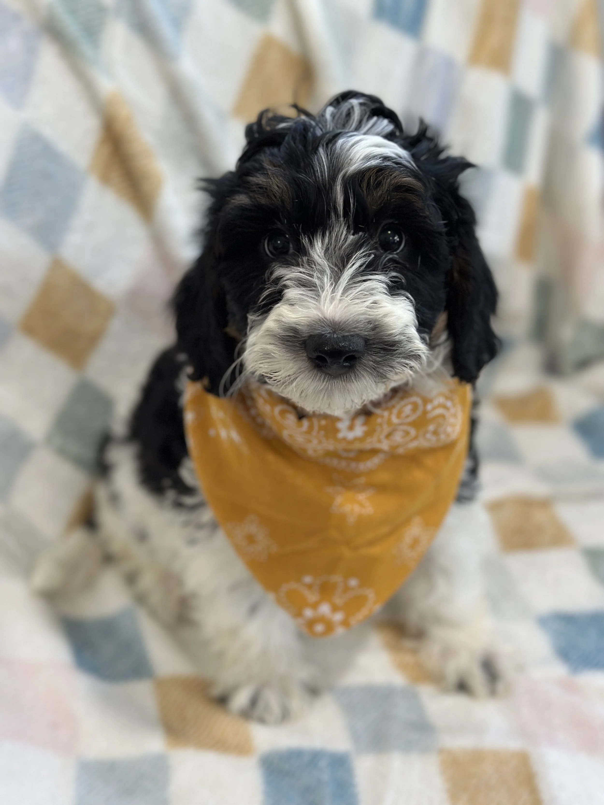 Bash-male f1b bernedoodle $1200