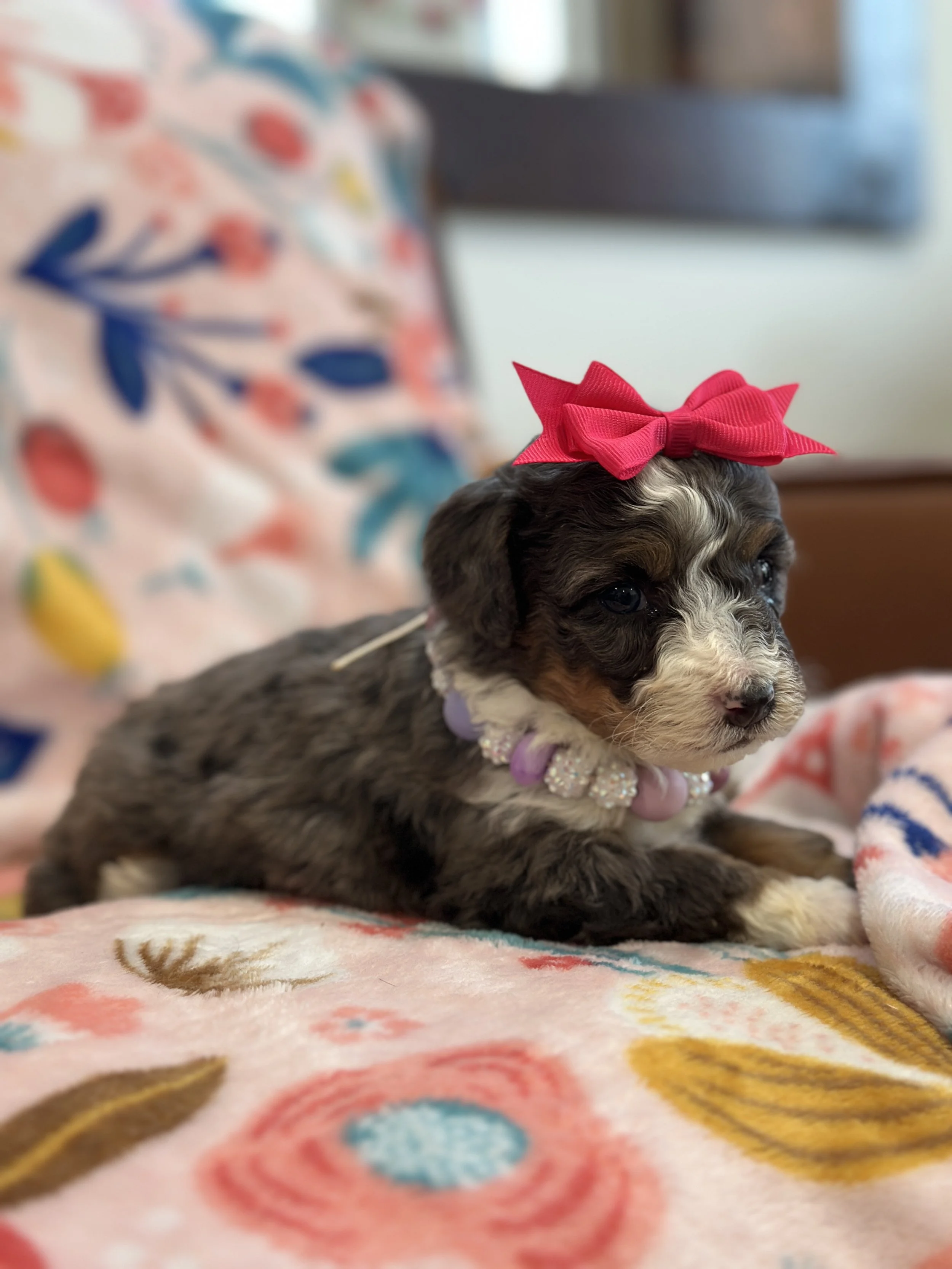 pepper:peppaIMG_8323 2.jpg