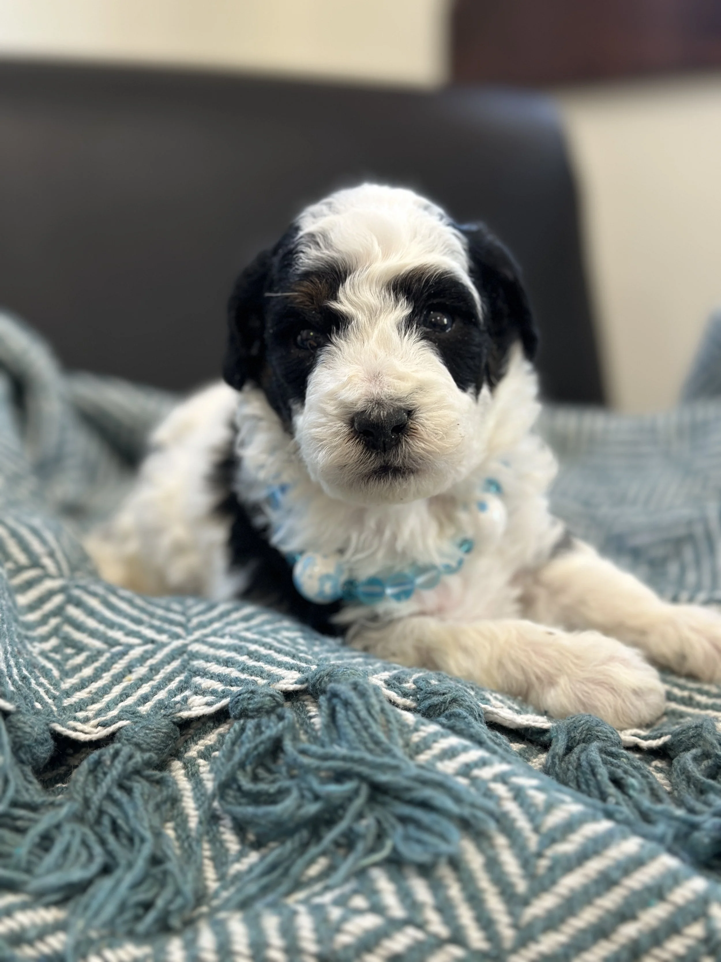 Miller-male f1b bernedoodle $1800
