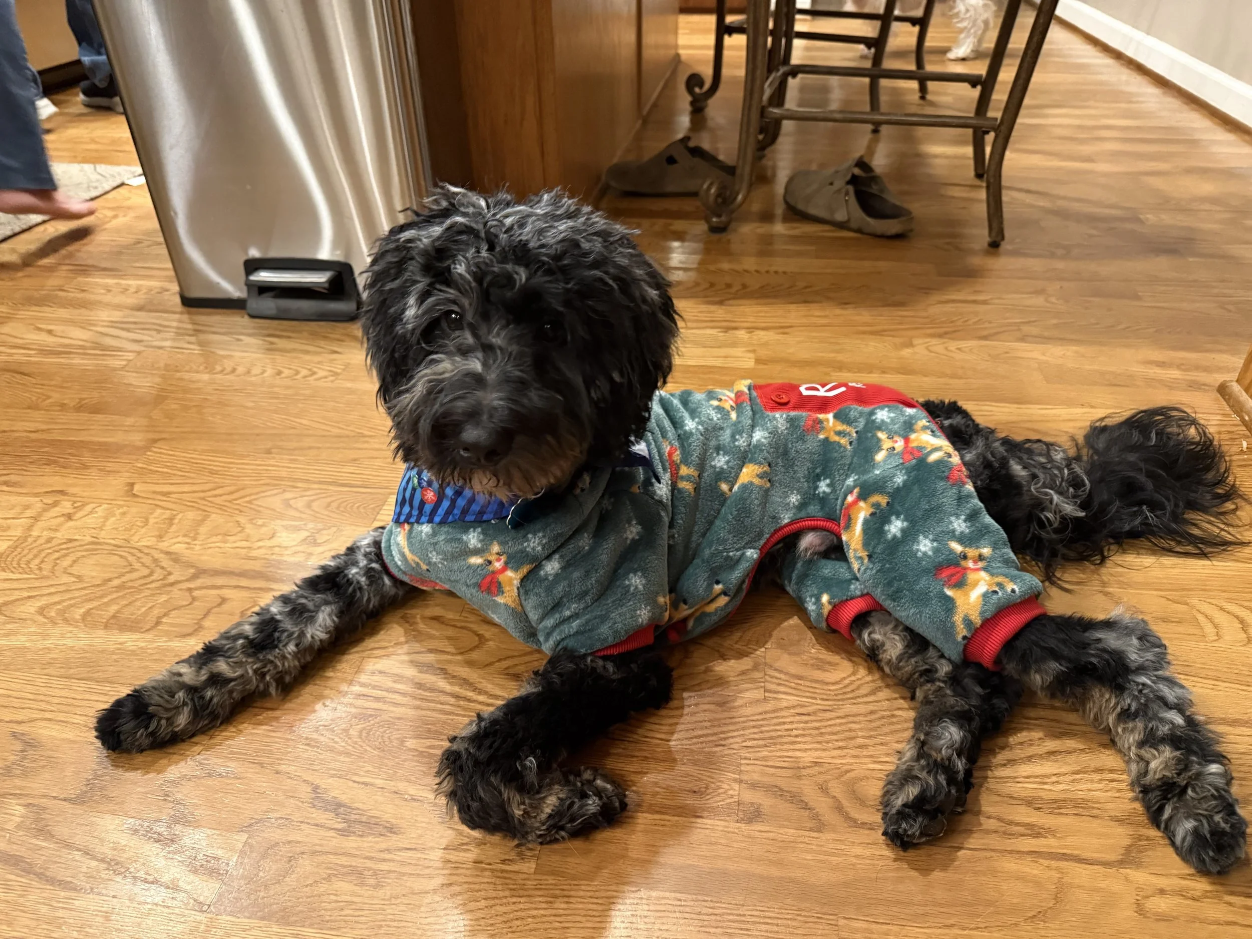 puppygallery.jpg