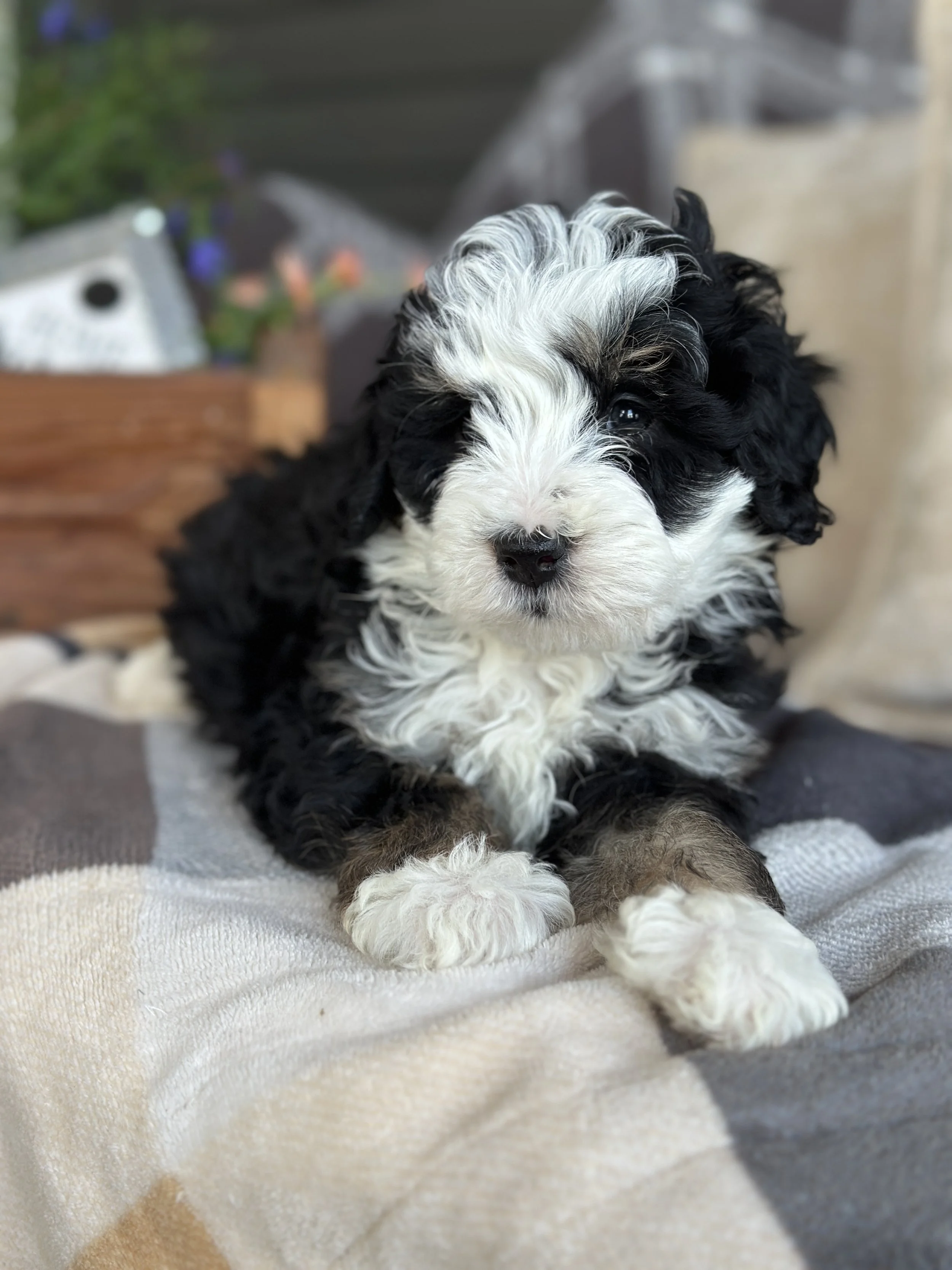 WELLS NEWIMG_8810.jpg