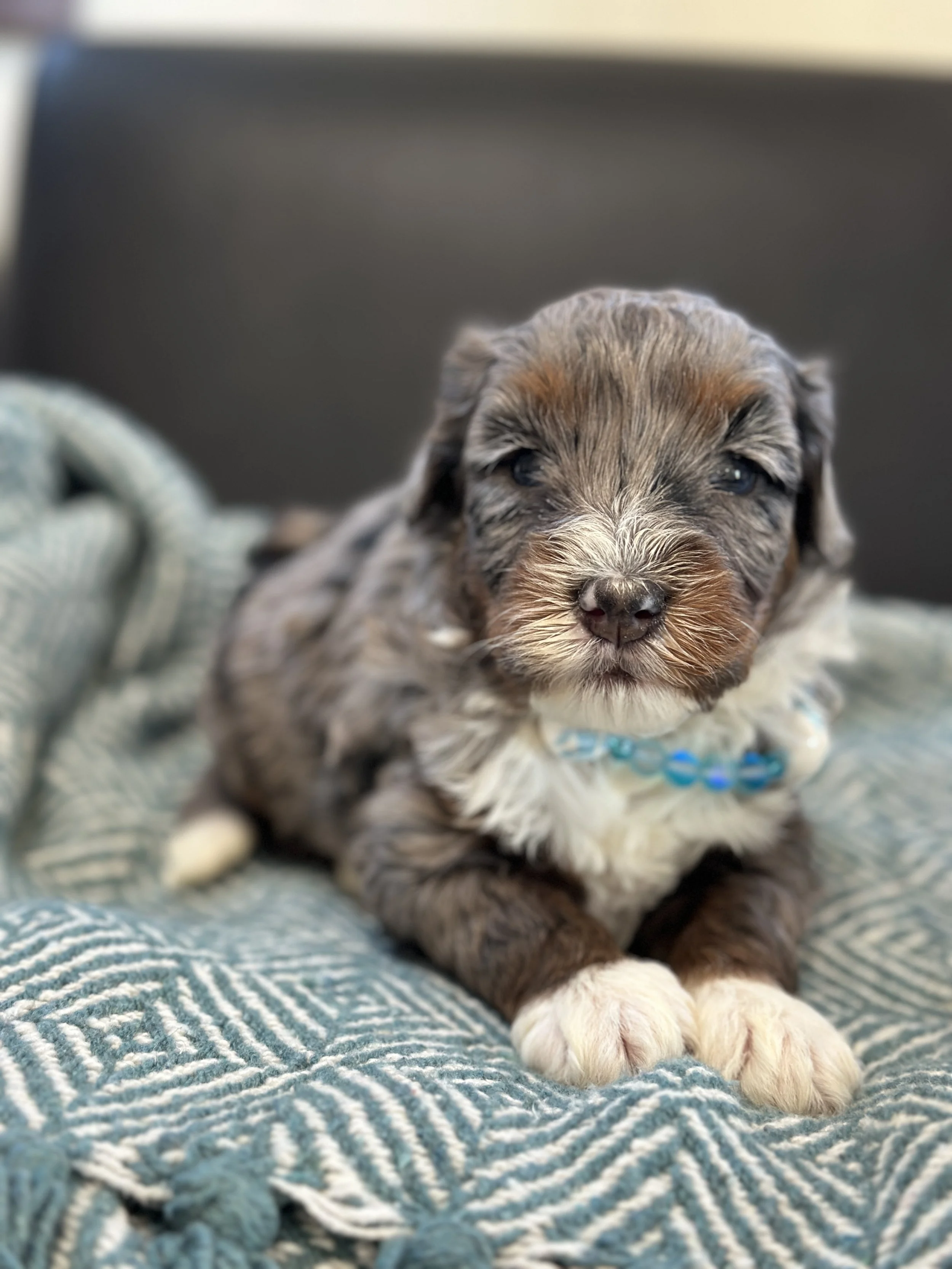 Ferris-male f1b bernedoodle $1800