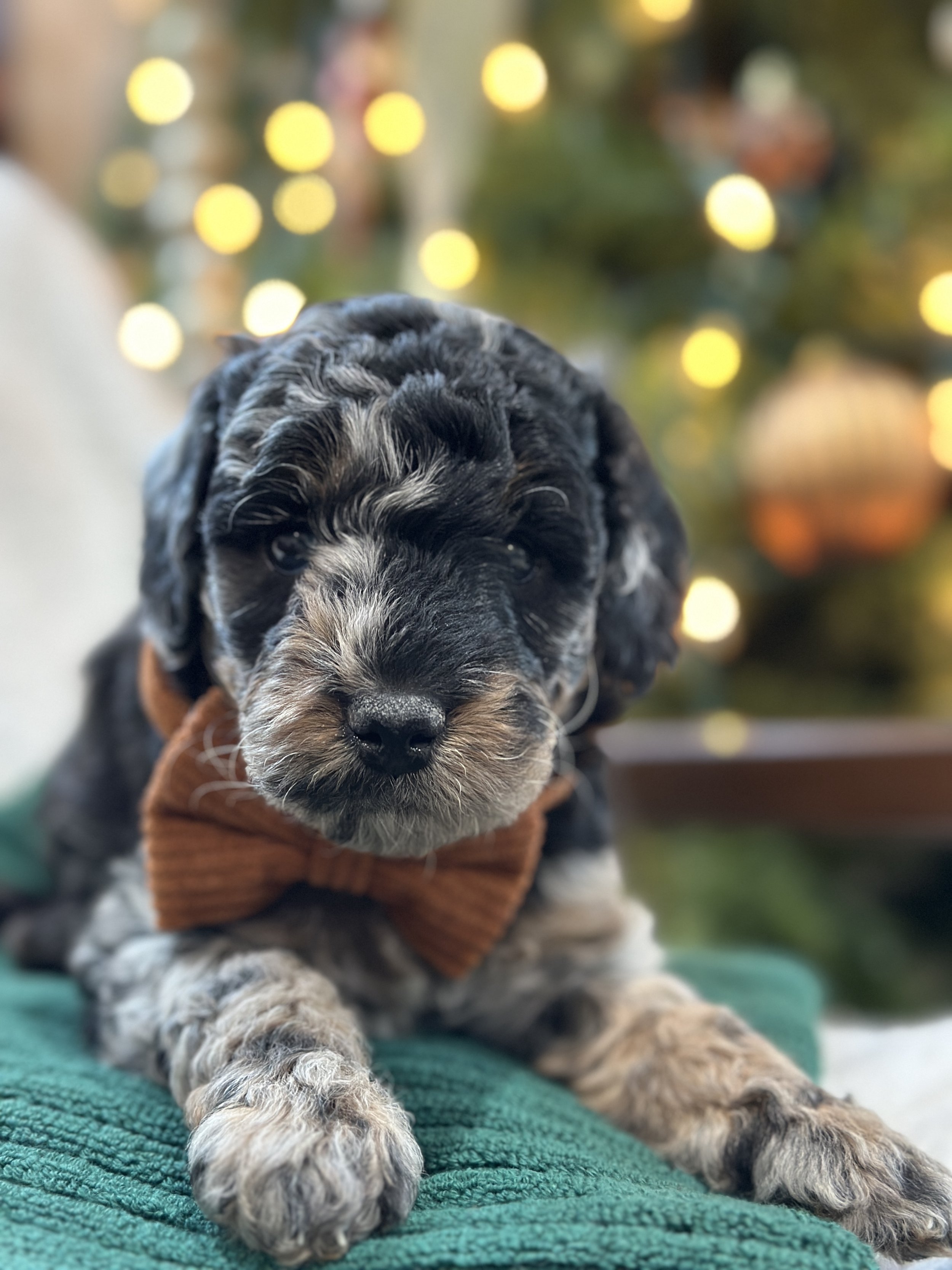 Coral (F1b bernedoodle: (FEMALE) $1800