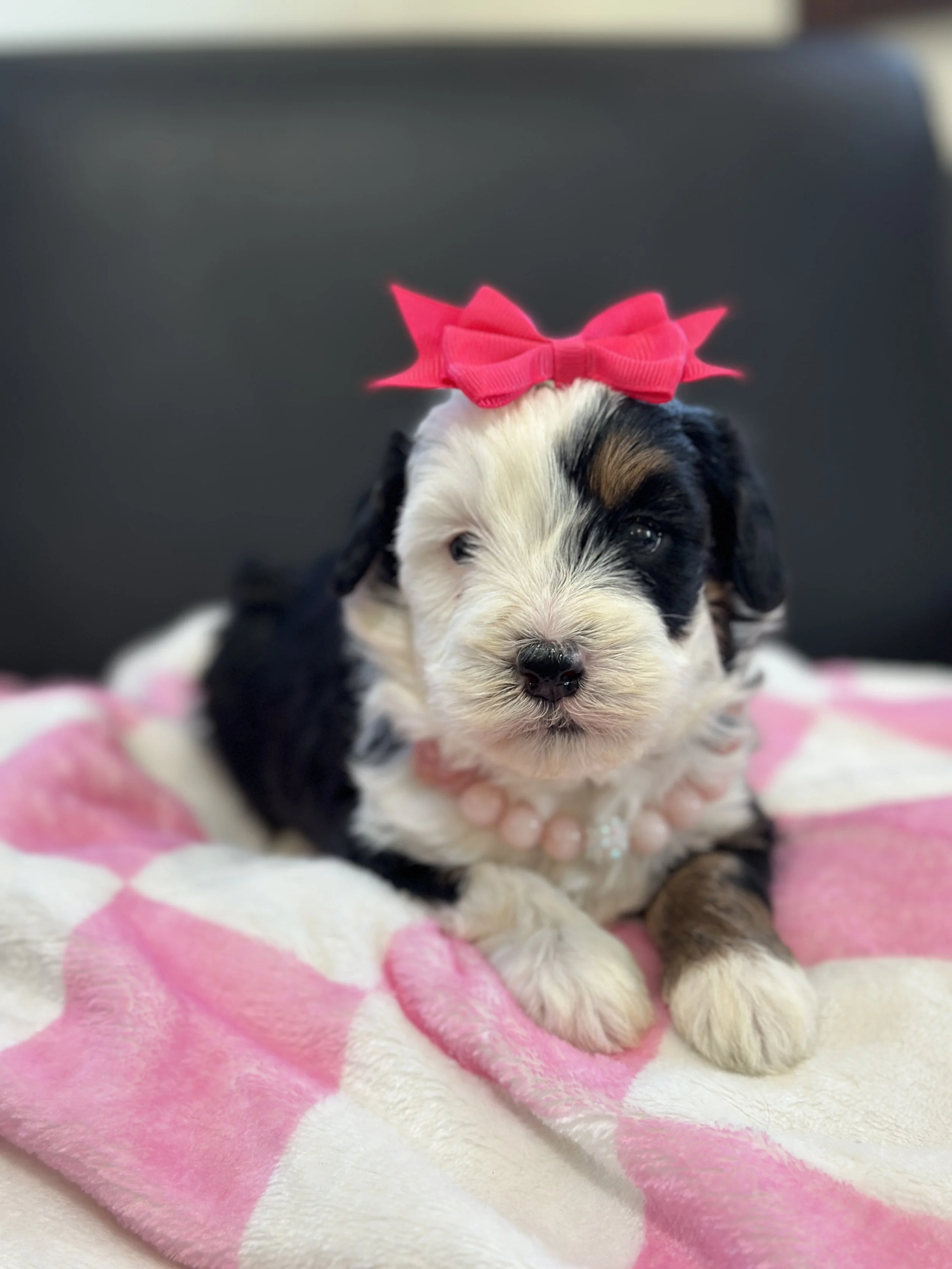 Holland- female f1b bernedoodle $1800
