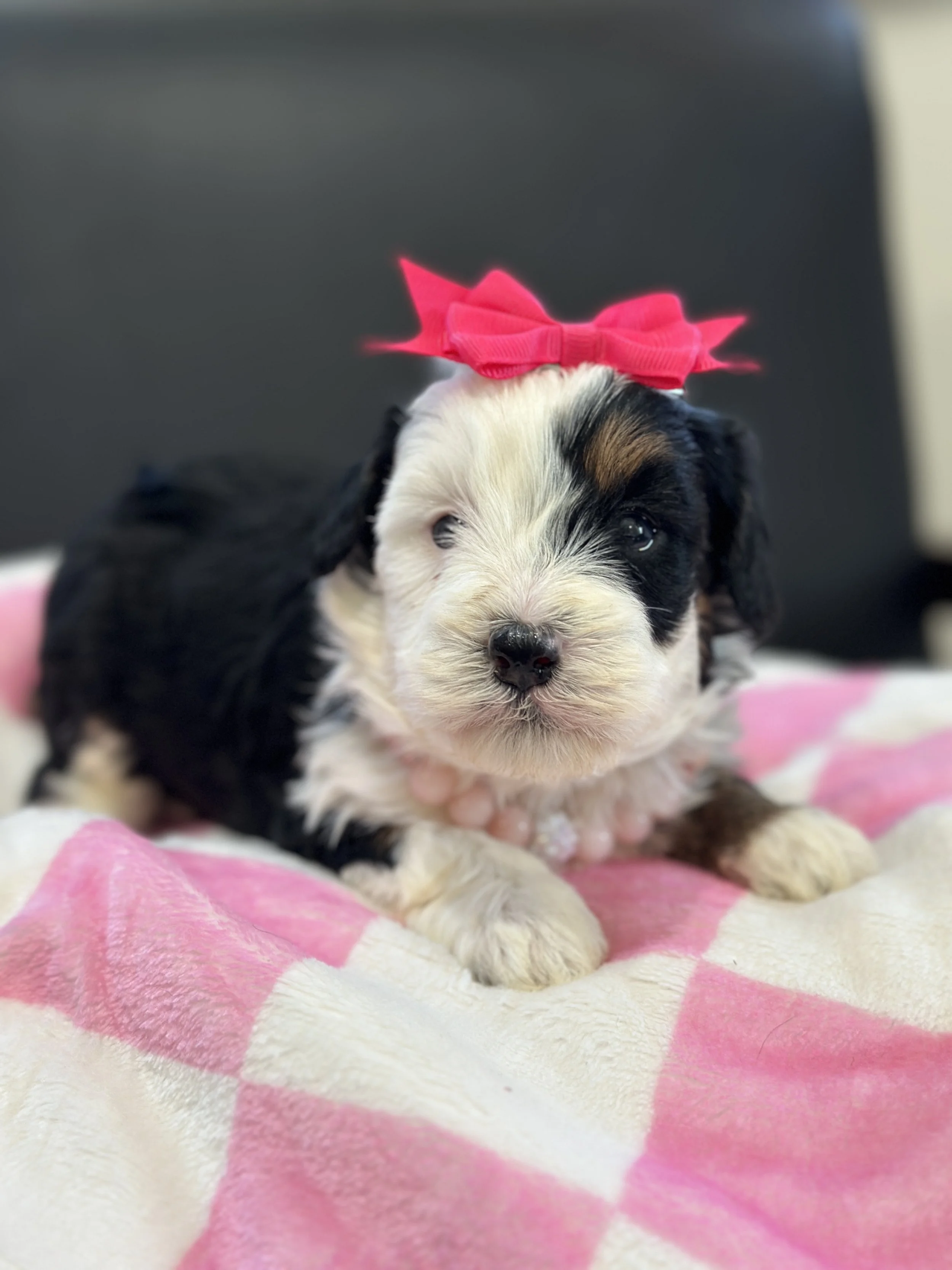 holland:hollyIMG_8309 2.jpg