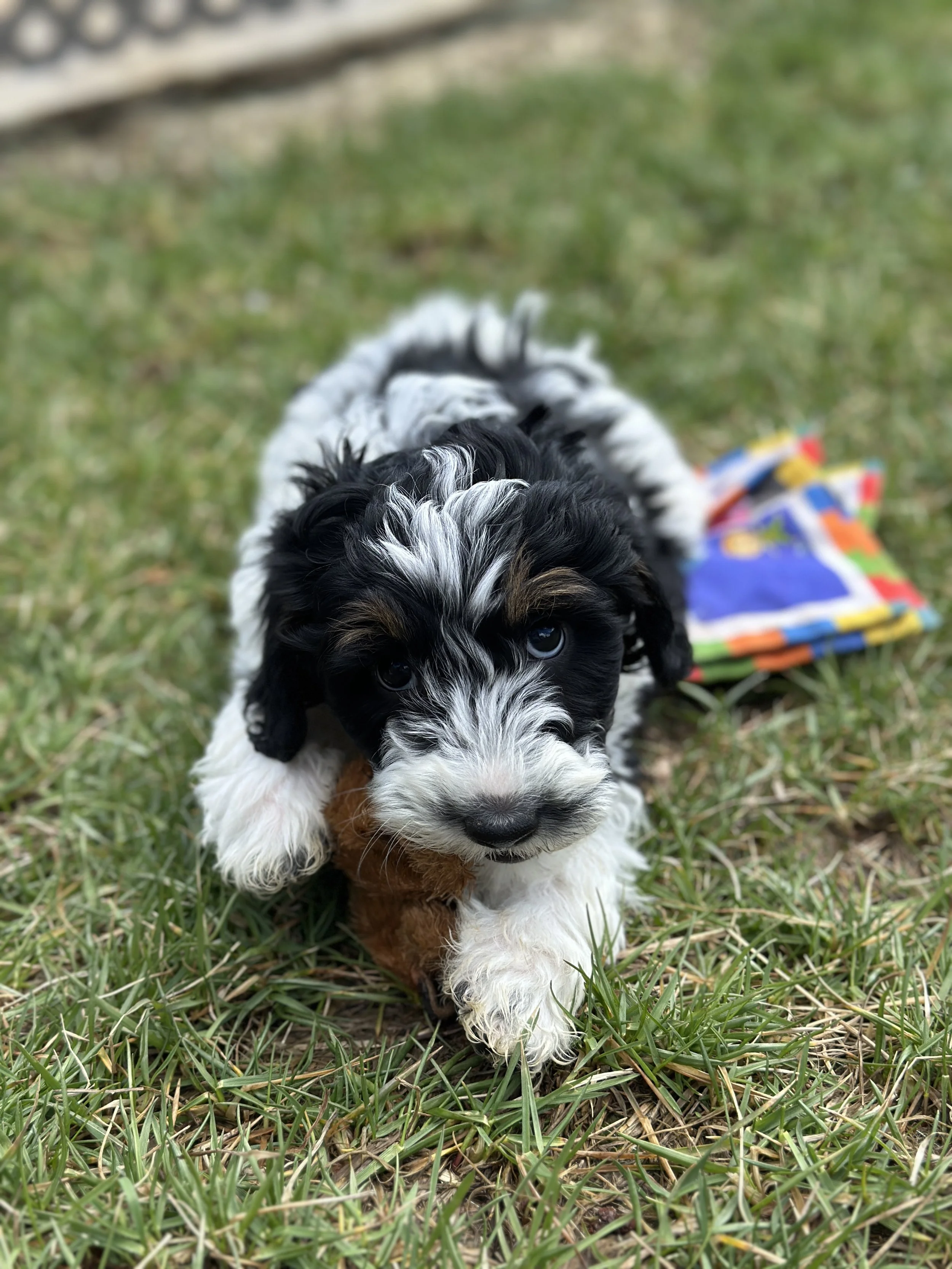 bash newIMG_9036.jpg