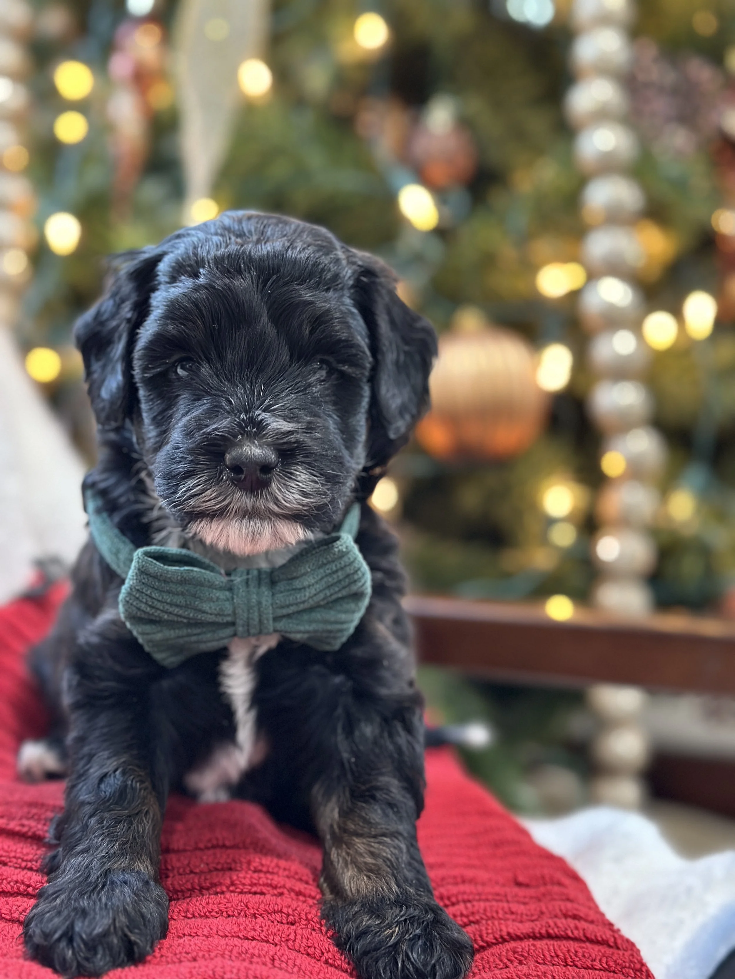 Dory F1b bernedoodle: (FEMALE) $1000