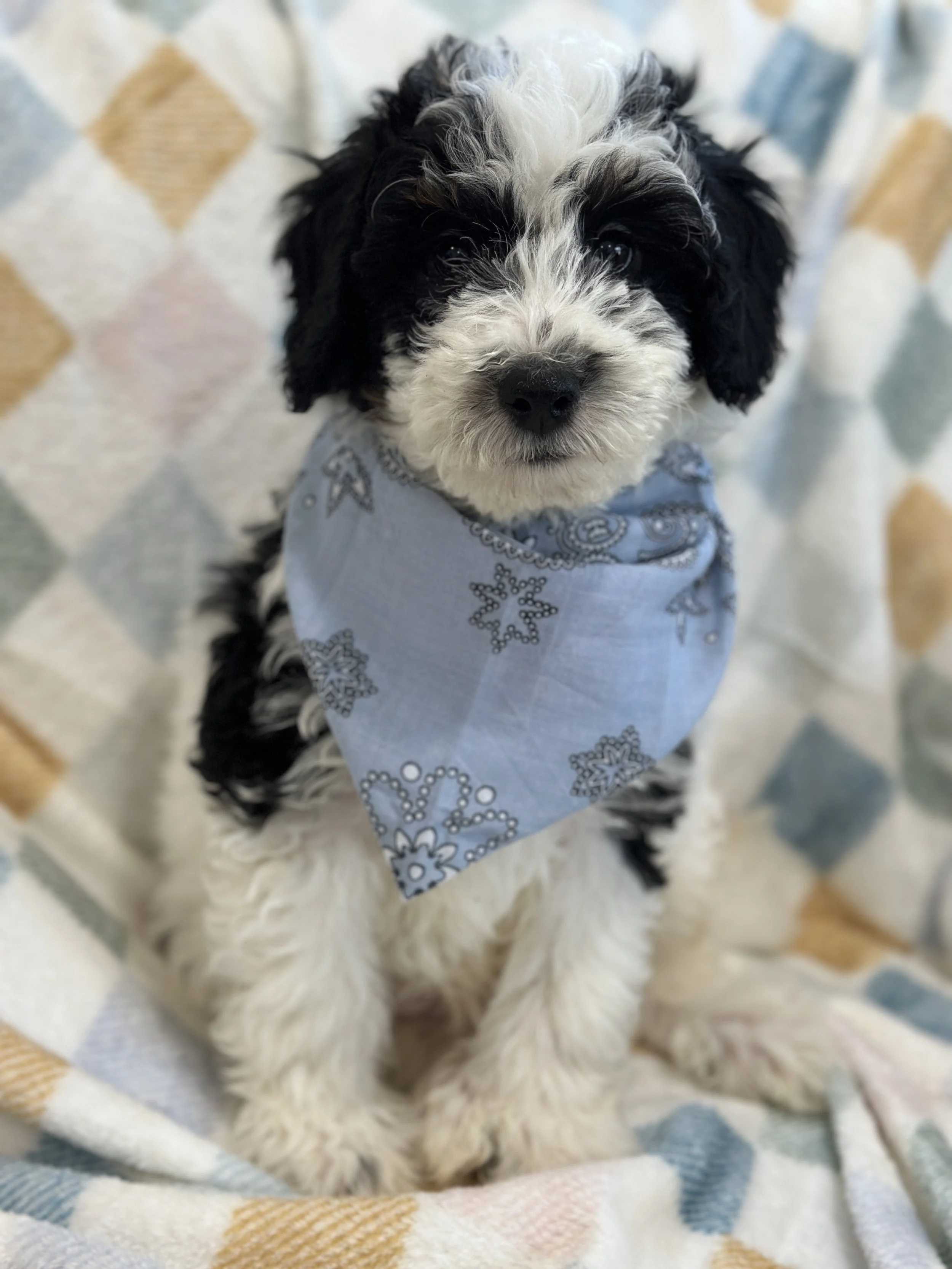 Miller-male f1b bernedoodle $1200
