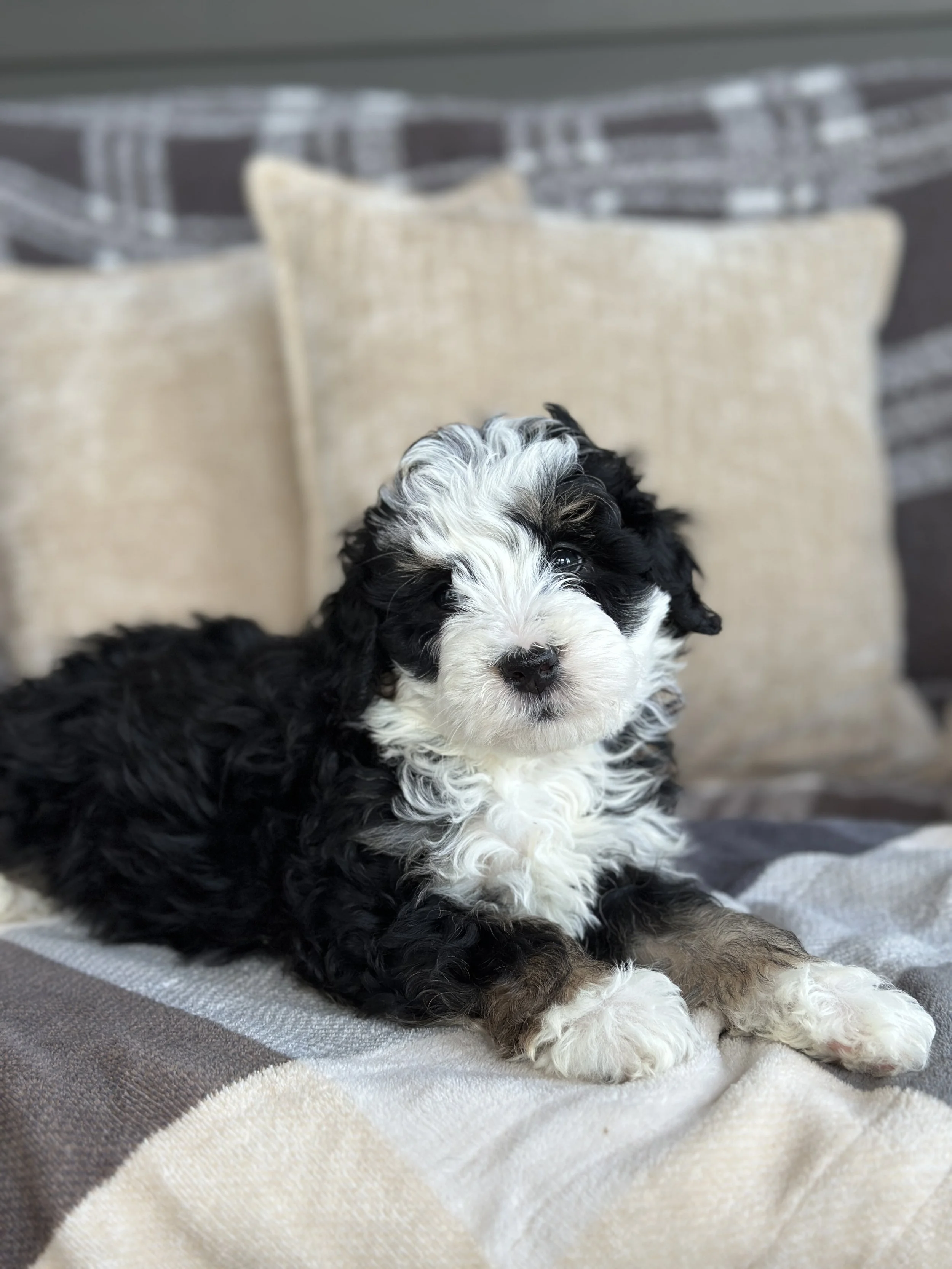 WELLS NEWIMG_8812.jpg