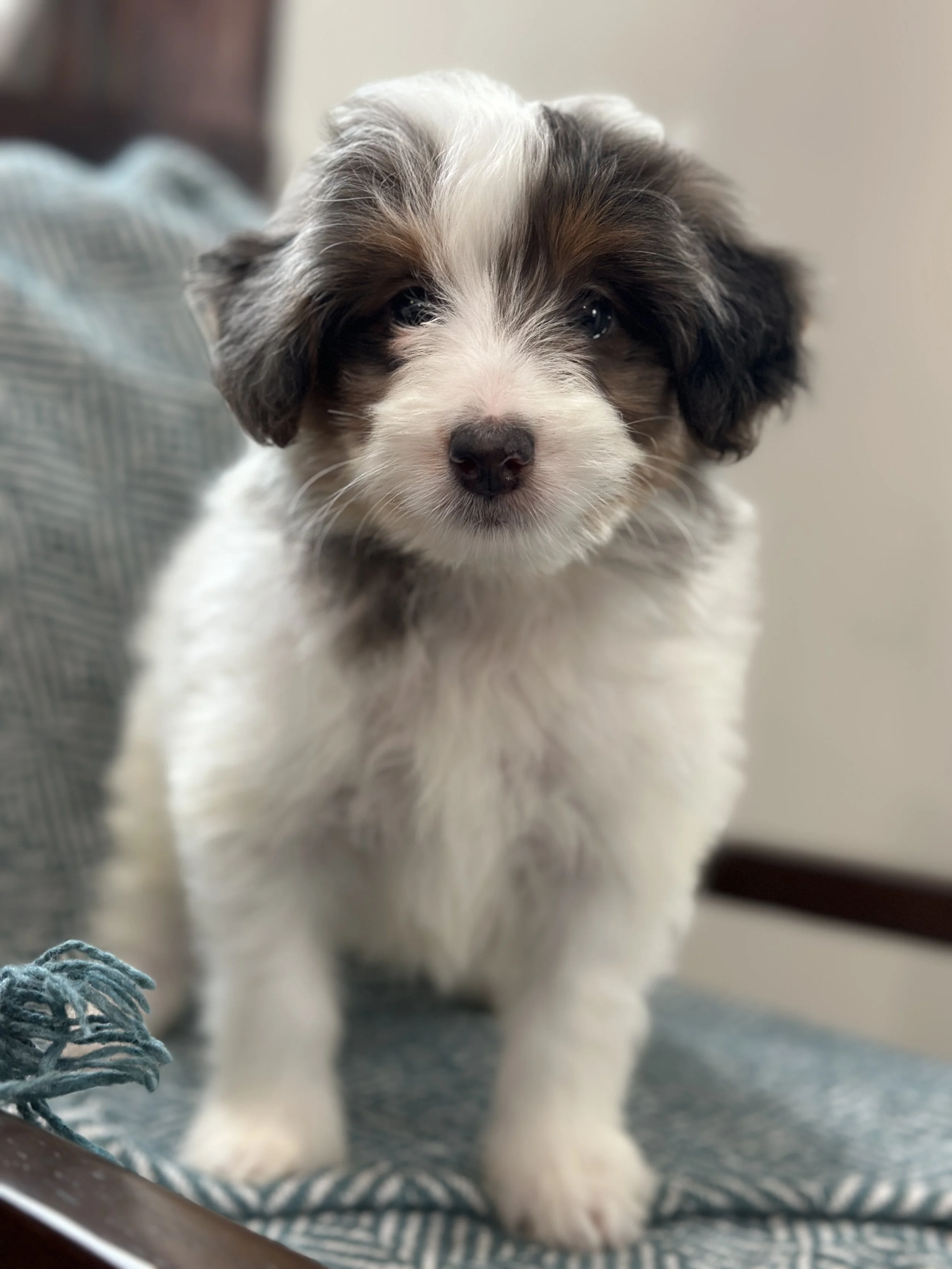 Baker (male - $1500)