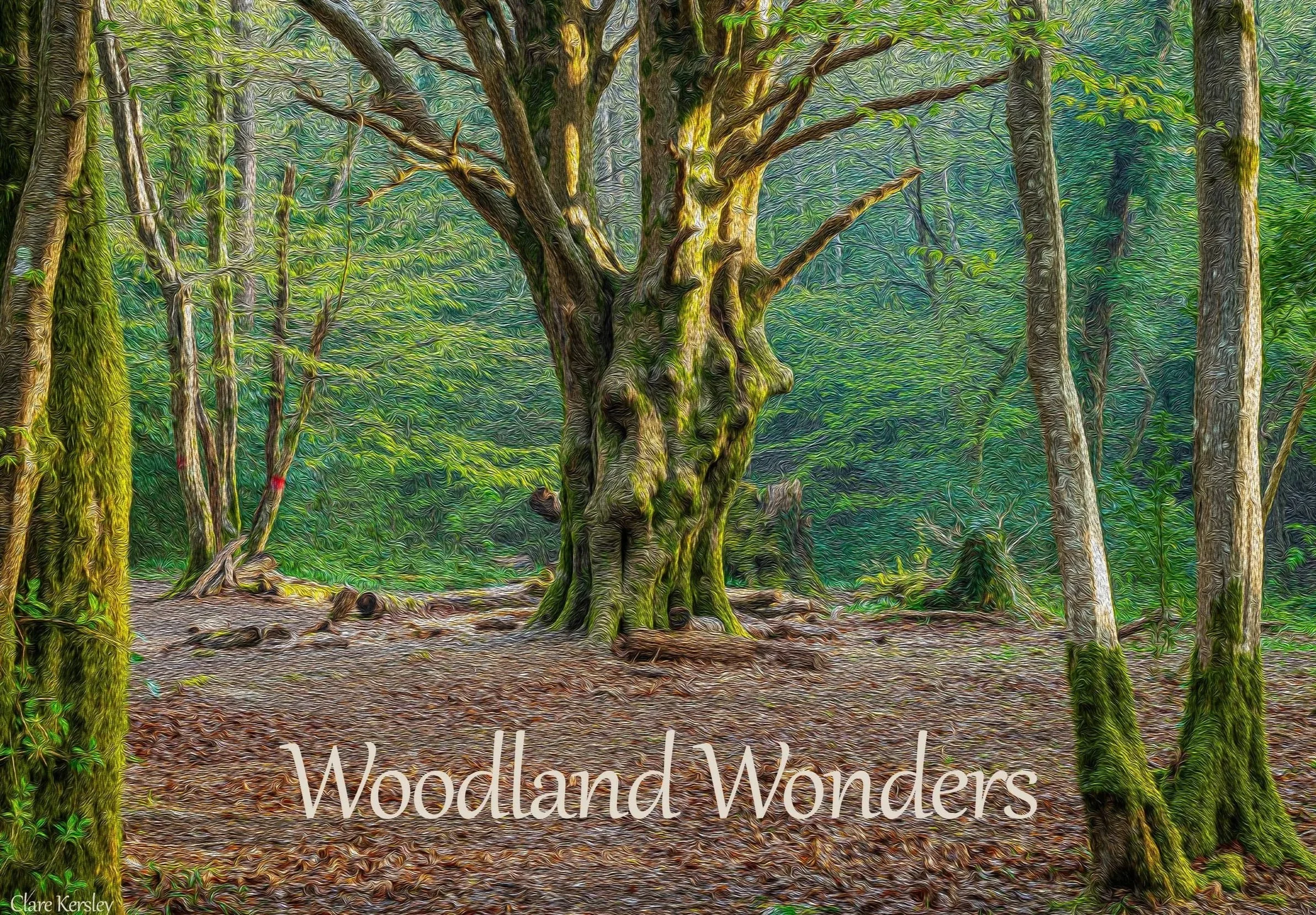Our next Gallery Exhibition is “Woodland Wonders”.